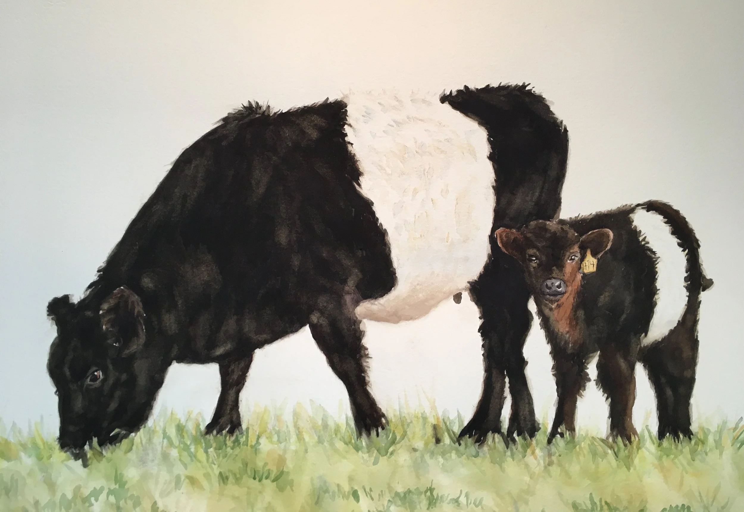 Belted Galloway Cow with Calf Watercolor
