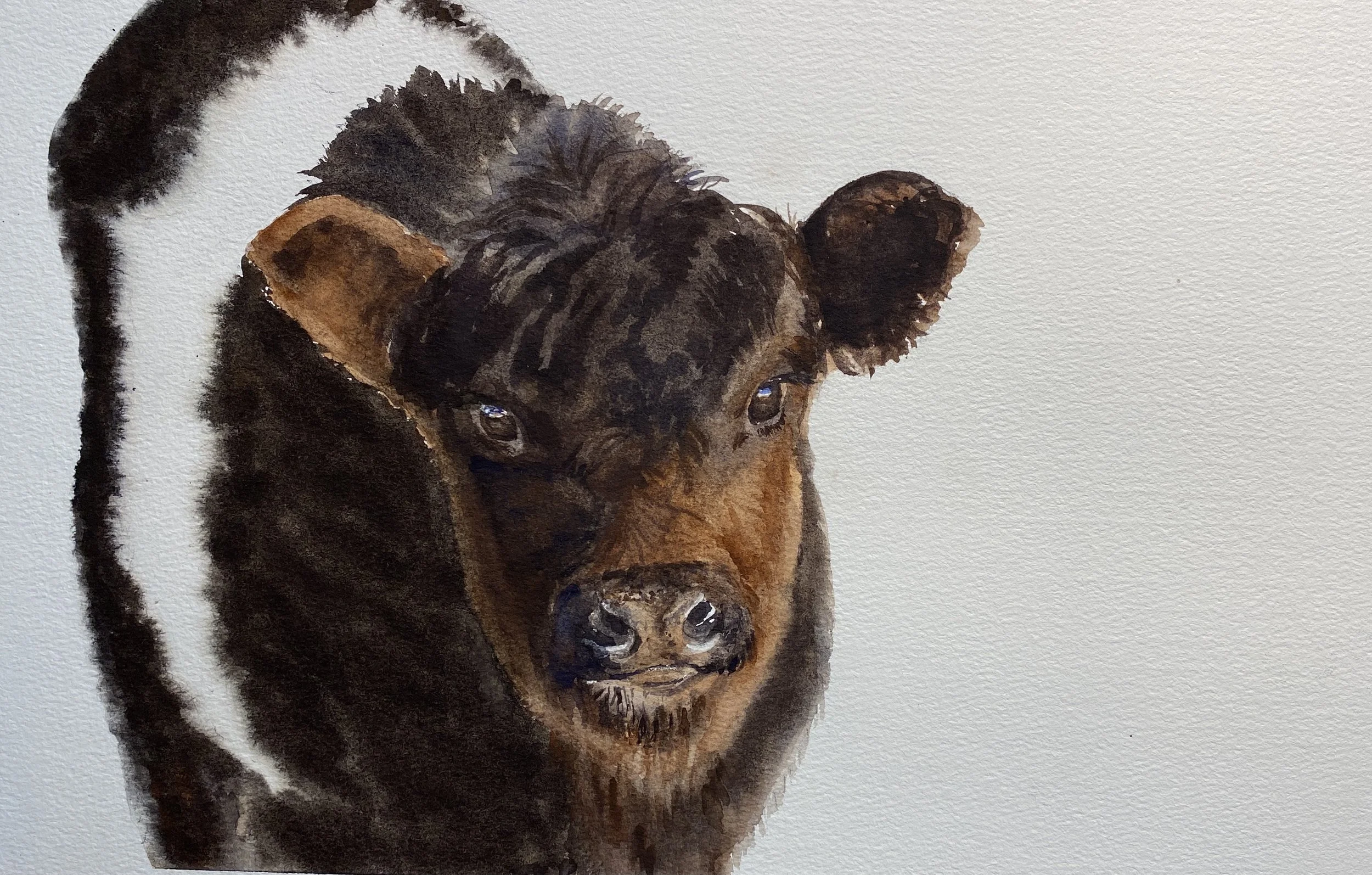 Belted Brown Galloway Cow in Watercolor