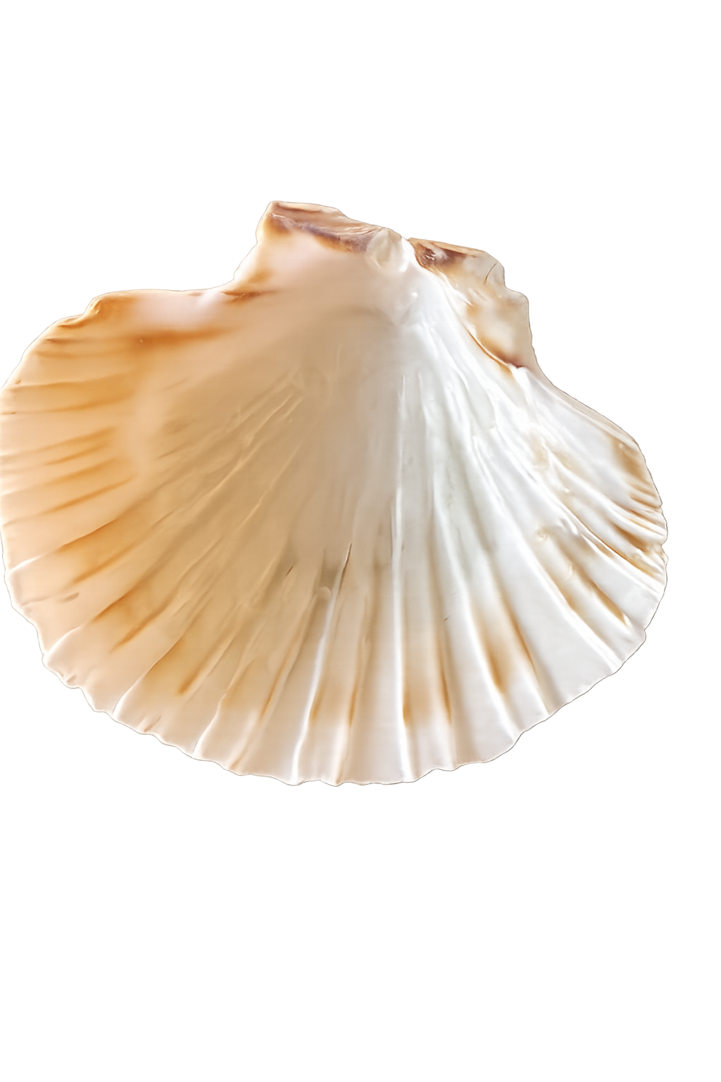 c031a2a6-bd8f-4992-bba9-0c367b6011d3.png