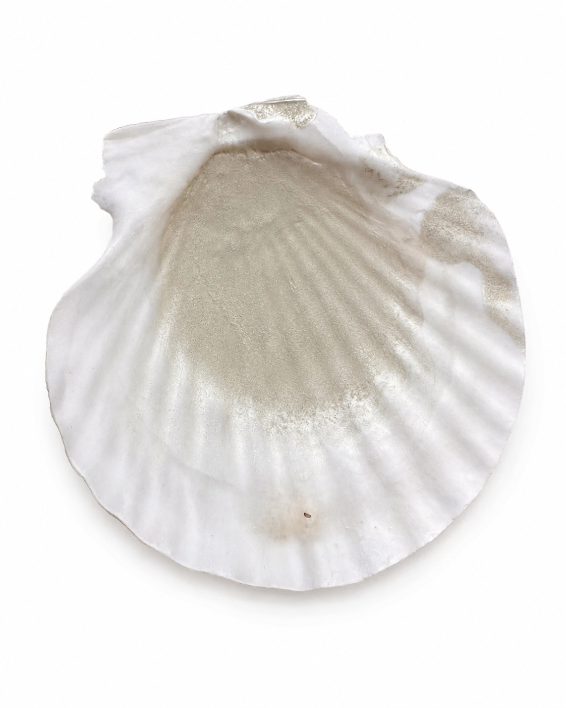 shell_gold_edited (1).png