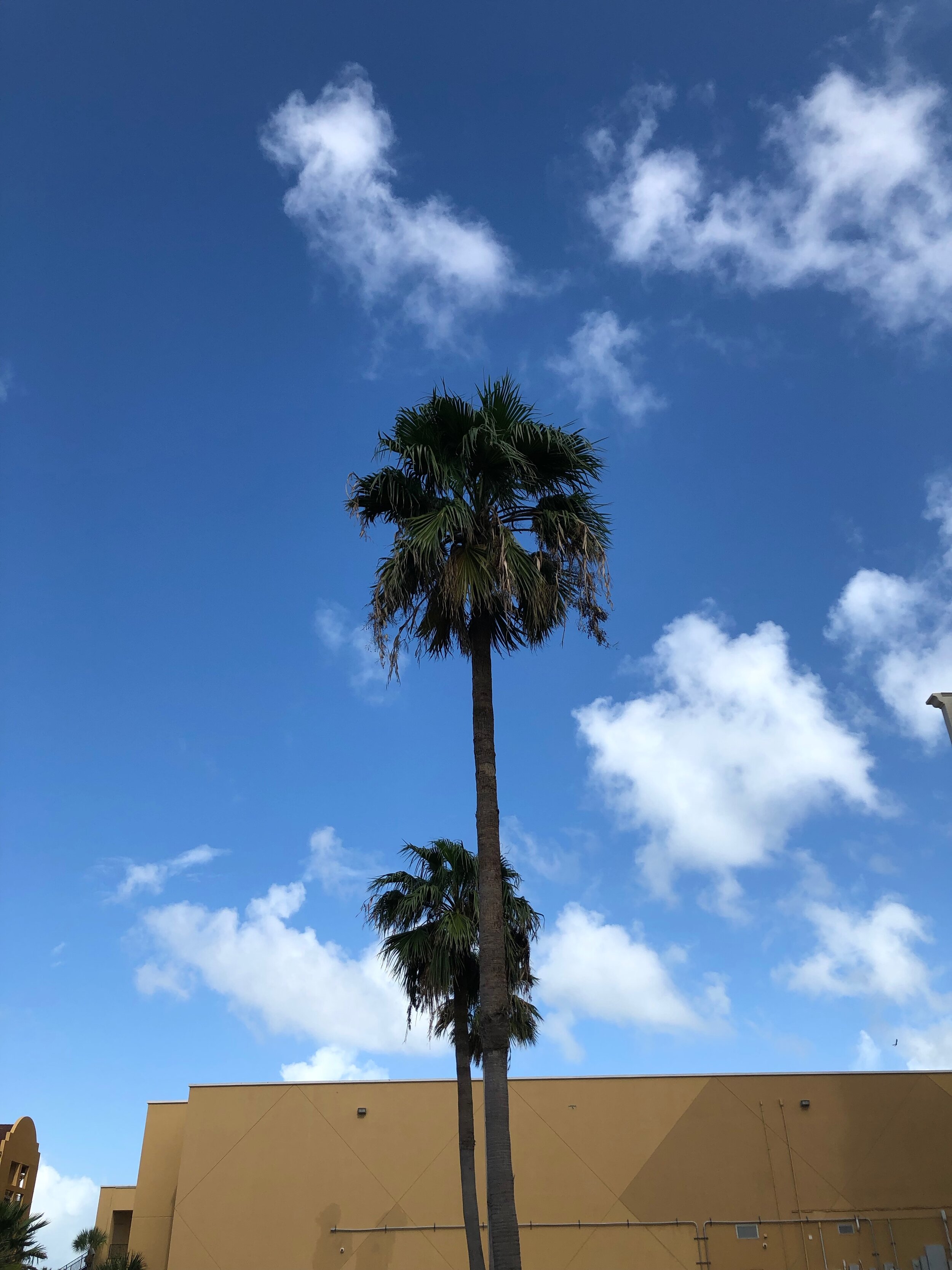 #palmafterthestorm 2019