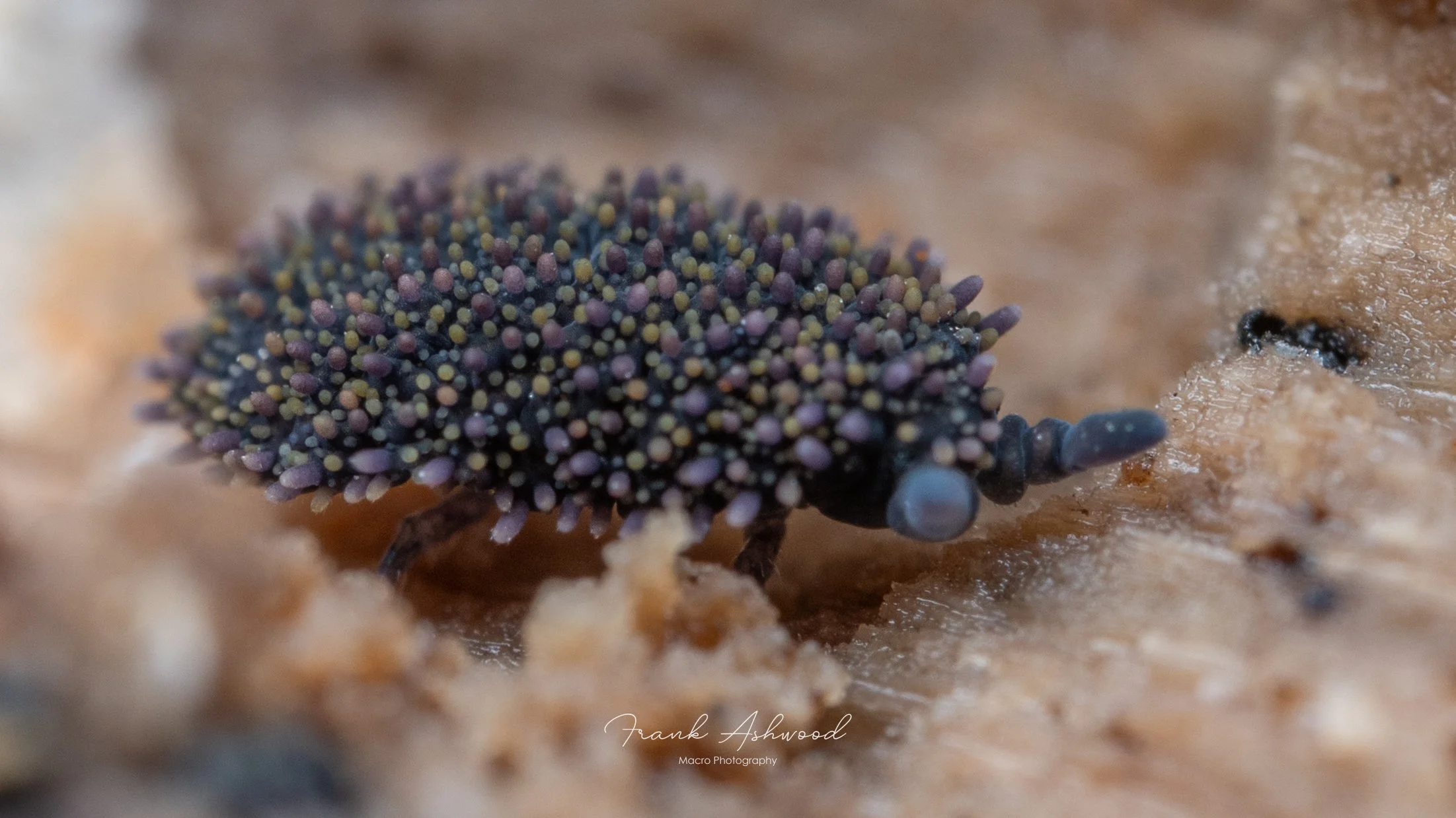 Holacanthella brevispinosa (Kaikoura)
