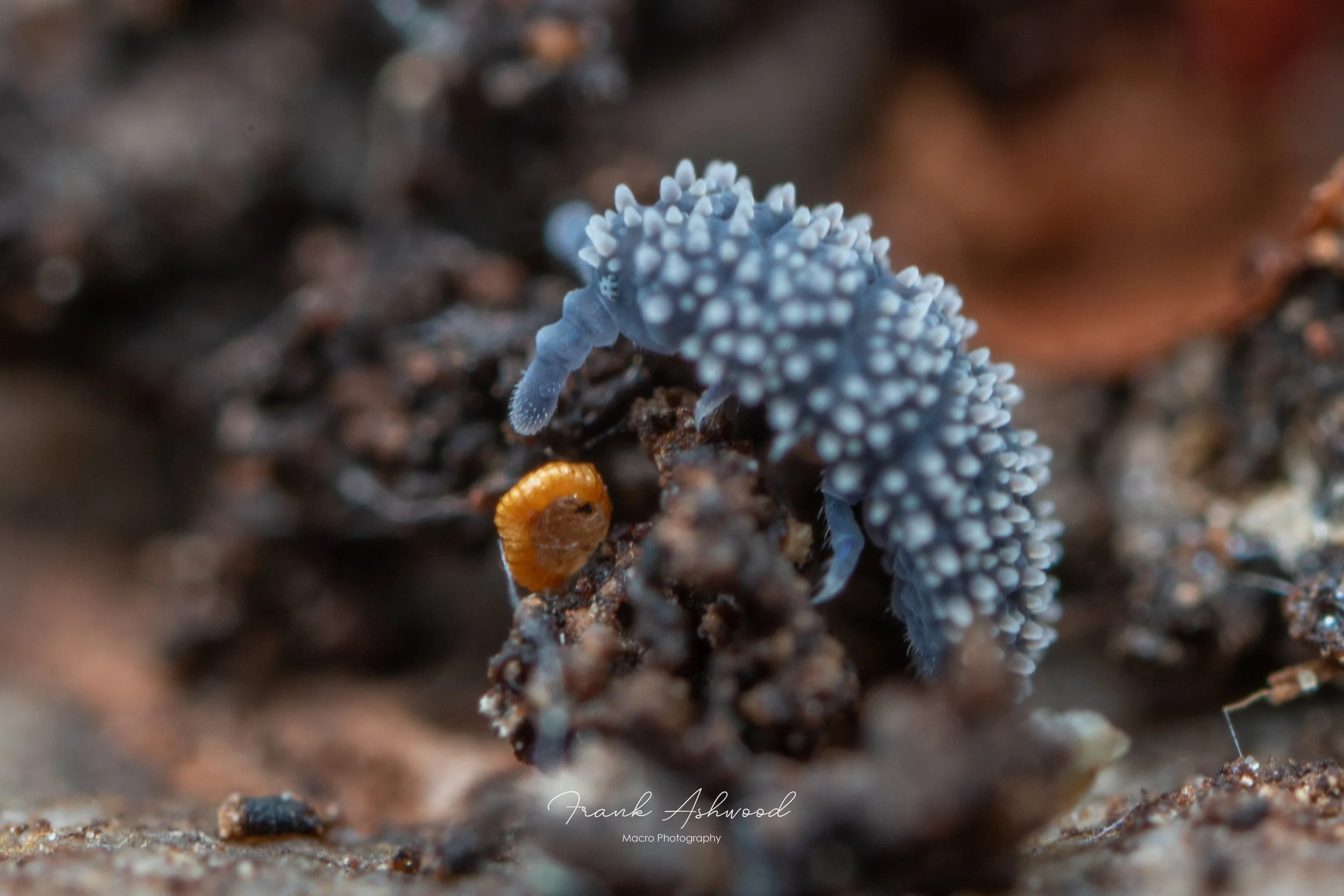 Holacanthella spinosa (Kaikoura)