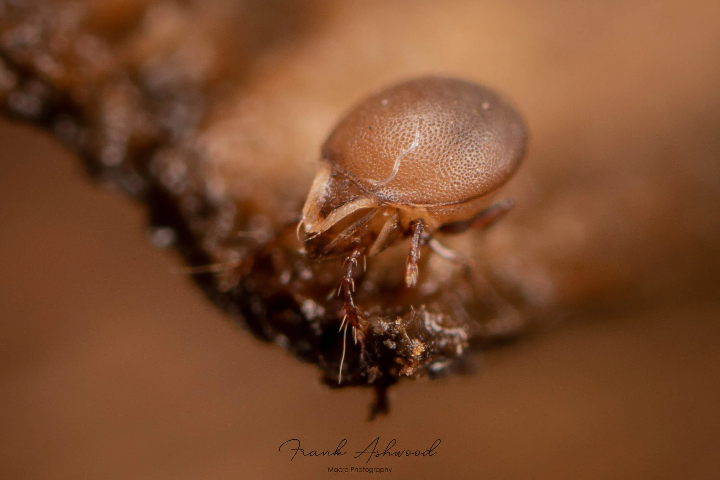 Mites (Acari) — Frank Ashwood