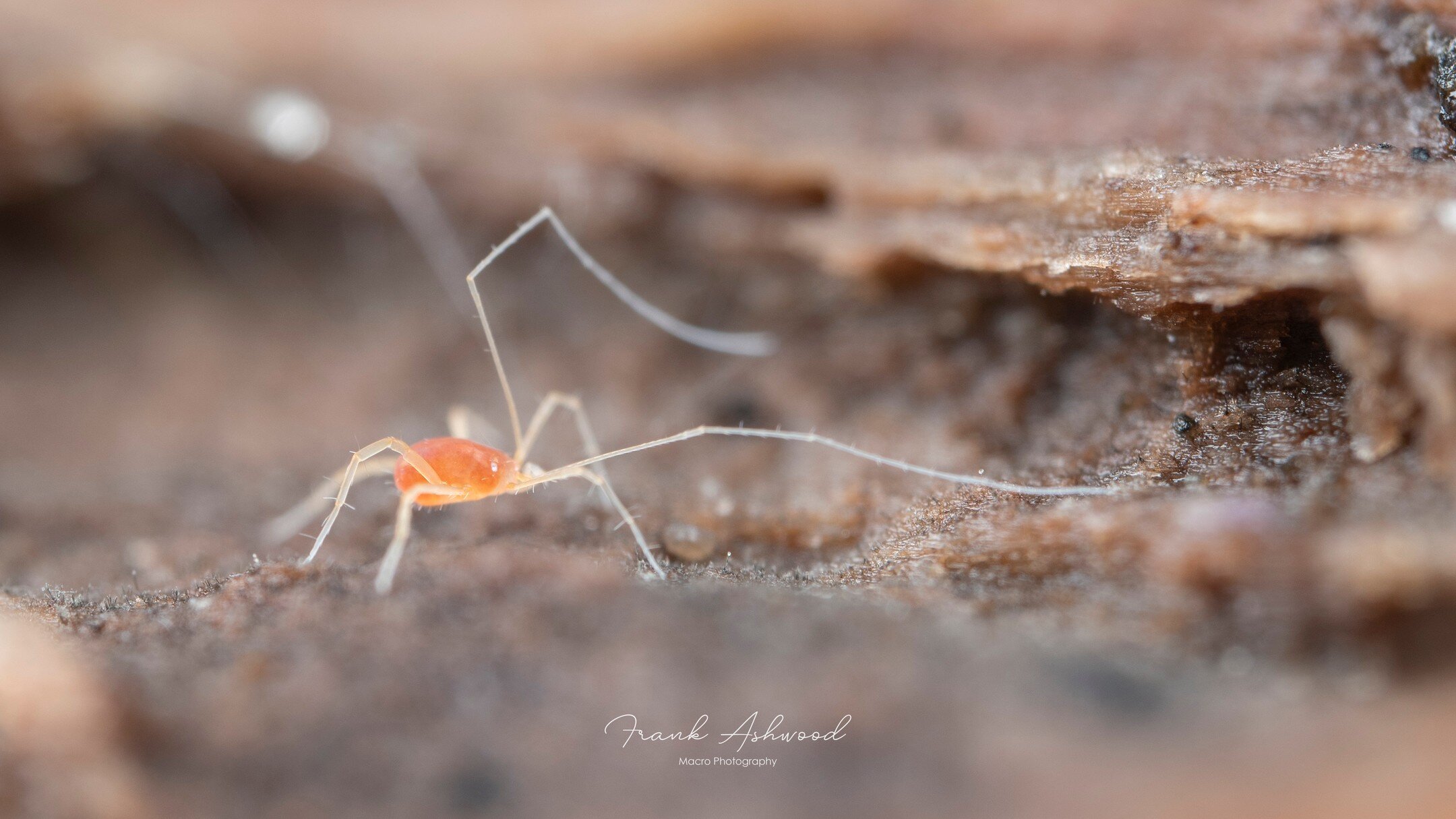 What do you do when you REALLY wanted antennae, but life hands you an arachnid body plan? You stretch those front legs of course!

Linopodes mites have front legs up to SIX TIMES their body length, which they use to sense their environment &amp; find