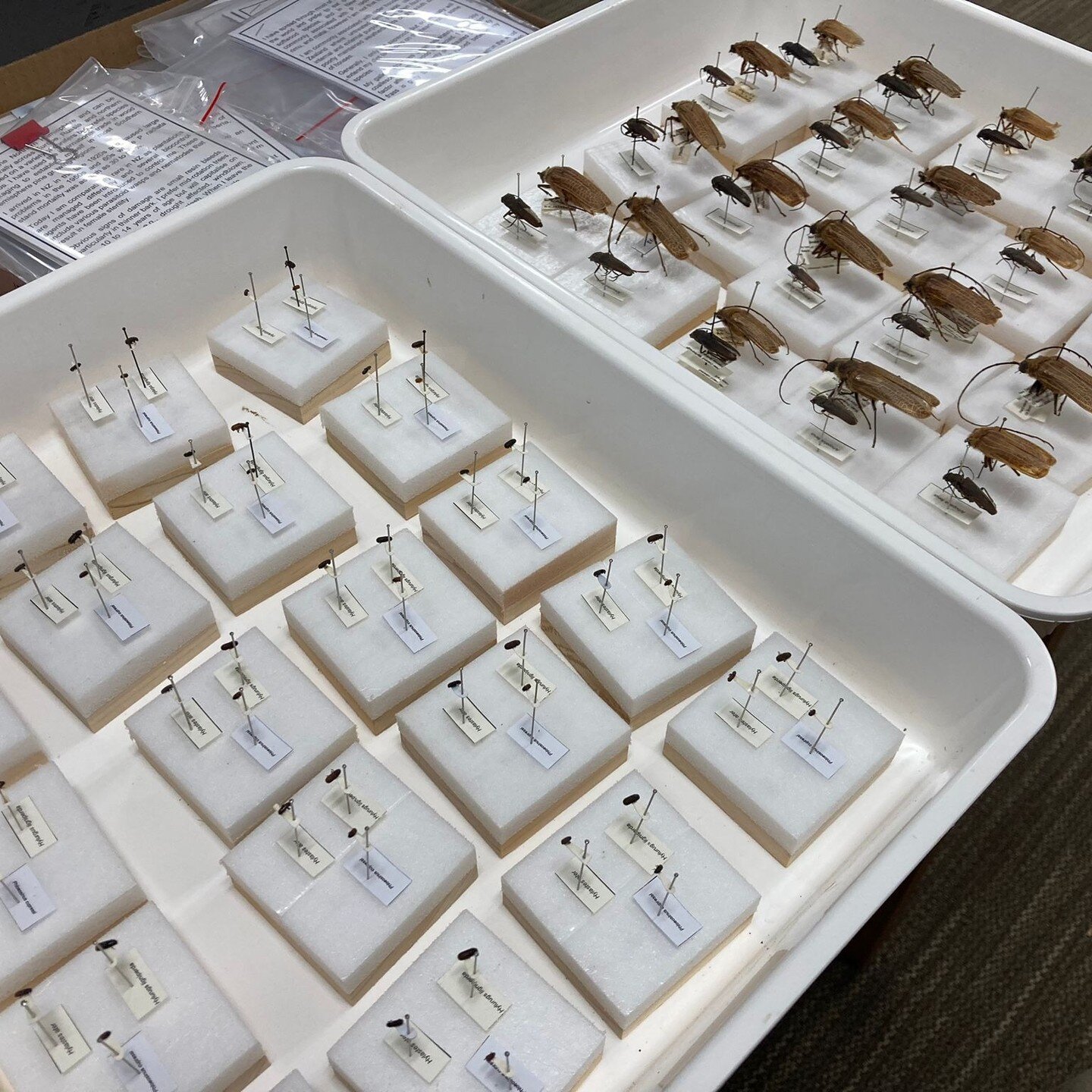 A little peek behind the curtain into my day job...

It's been great fun teaching applied entomology to our forestry students this month. Here's some teaching specimen examples of forest insect pests and saprotrophs present in New Zealand. 

We're al