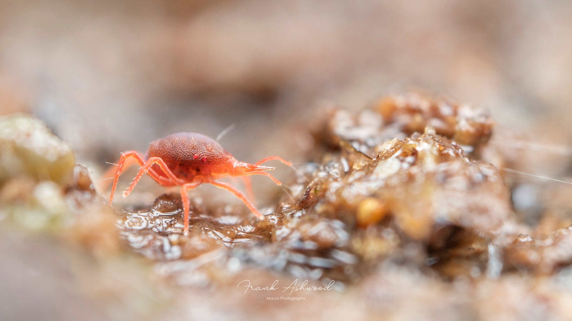 I'm getting #MiteMonday in early today, with this predatory 'snout' mite (family Bdellidae).

At only 2 mm in size, it's astonishing just how intricate the details can be on these creatures. I've not seen such scale-like armour and piercing red eyes 