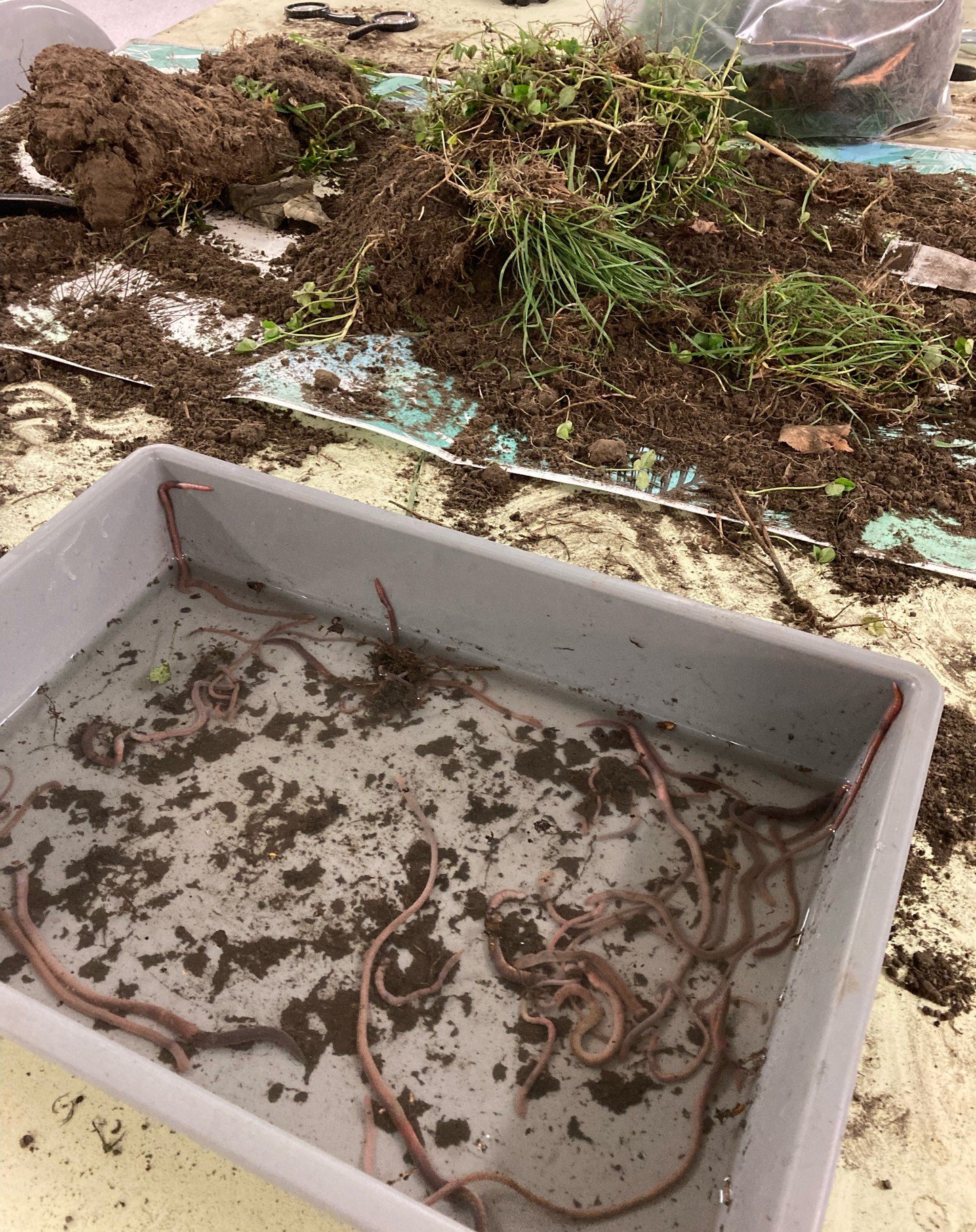 The #CityNatureChallenge is under full swing in Ōtautahi Christchurch!

Last night I had loads of enthusiastic junior earthworm hunters helping me sort through soil from around the area! 🪱🪱🪱

See what's on this weekend in the city, and how you can