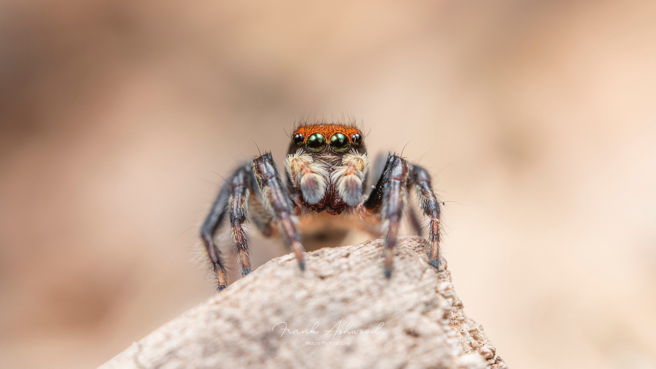 My favourite personal observation so far in the #CityNatureChallenge is this White Banded House Jumper (Maratus griseus) from University of Canterbury campus yesterday.

I didn't know that New Zealand has an introduced species of Peacock spider! Gorg