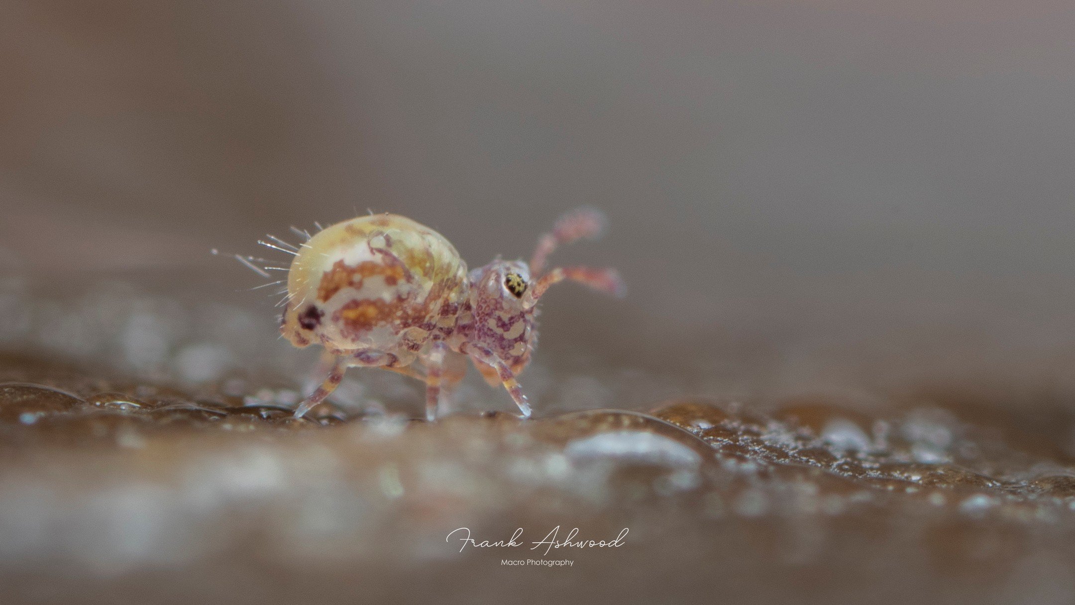 I finally managed to get back out with my camera for some macrophotography this weekend, and found some amazing soil invertebrates. First up, this juvenile globular springtail (Calvatomina superba)... What a cutie!

I'll share the rest over the comin