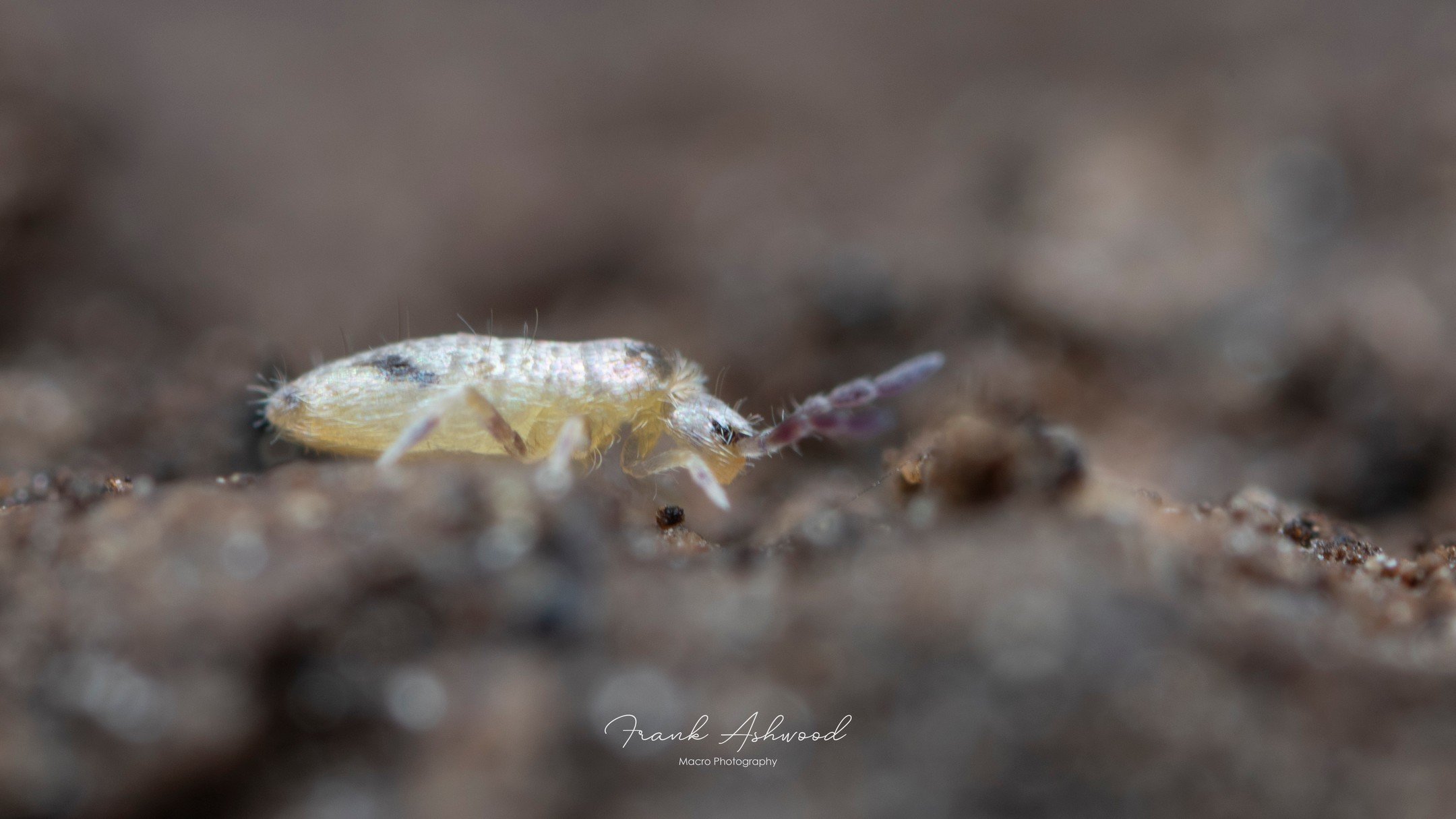 Let's start the weekend off the right way, which of course means by observing #SpringtailSaturday!

This springtail (Lepidocyrtus moorei) is super common in the forested areas of the Port Hills near Christchurch. 

The name 'Lepidocyrtus' stems from 