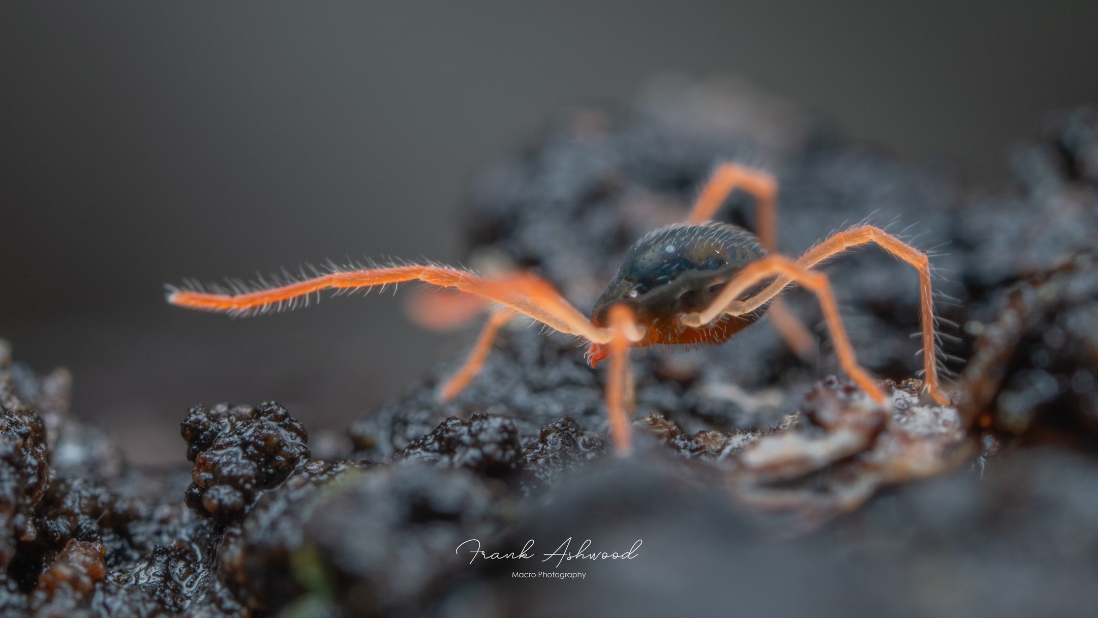 This leggy arachnid is one of New Zealand's many species of 'Earth Mite' (family Penthaleidae). 

Some members of this mite family are major global agricultural pests, BUT they do have one redeeming quality... they have DORSAL ANUSES. 

That's right,