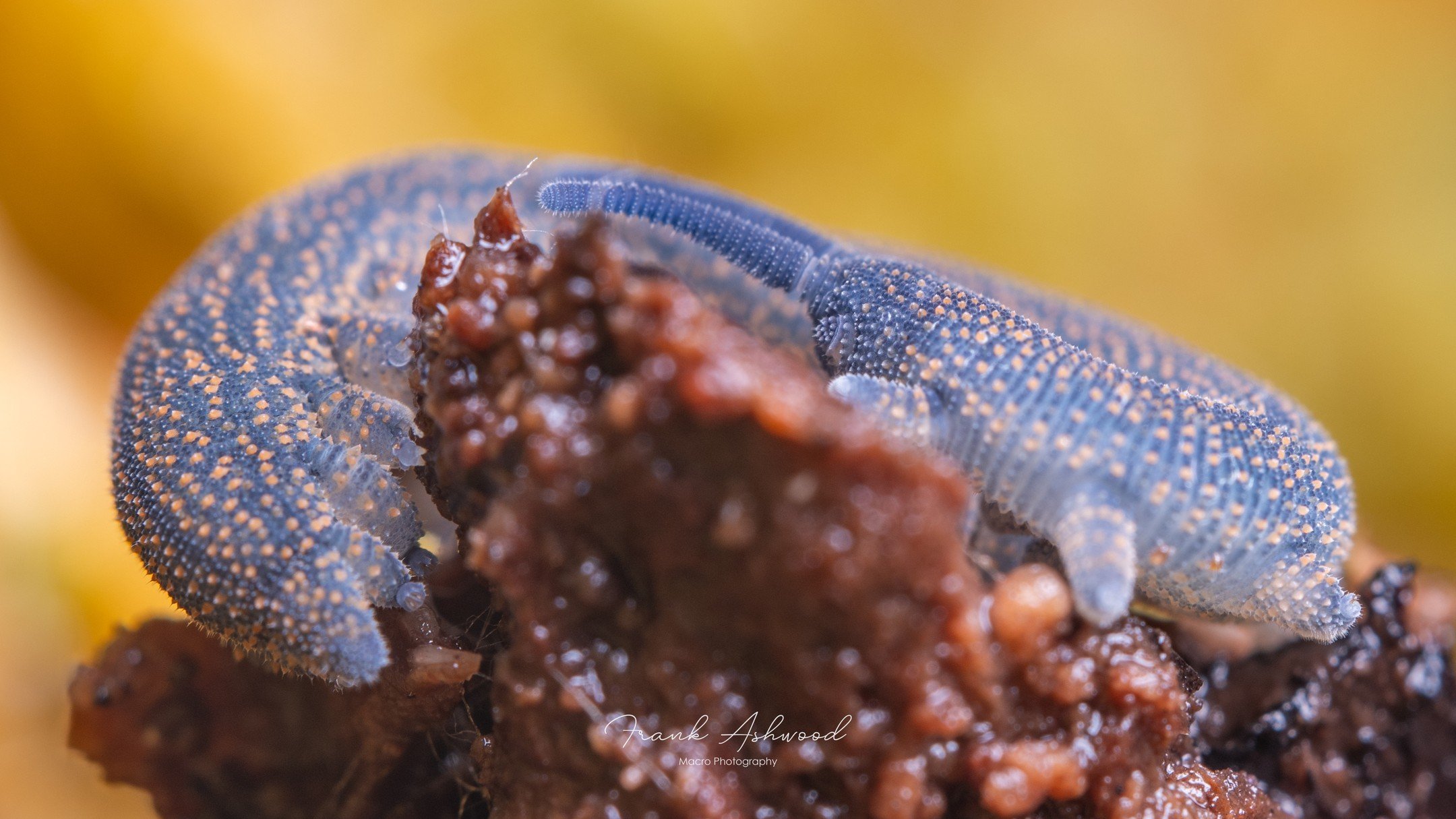 Since you all really like Onychophora, here's a Peripatoides - another of NZ's beautiful endemic velvet worms. 

Unlike the previous post, these little critters give live birth, but that's not the strangest thing about their reproduction. During mati