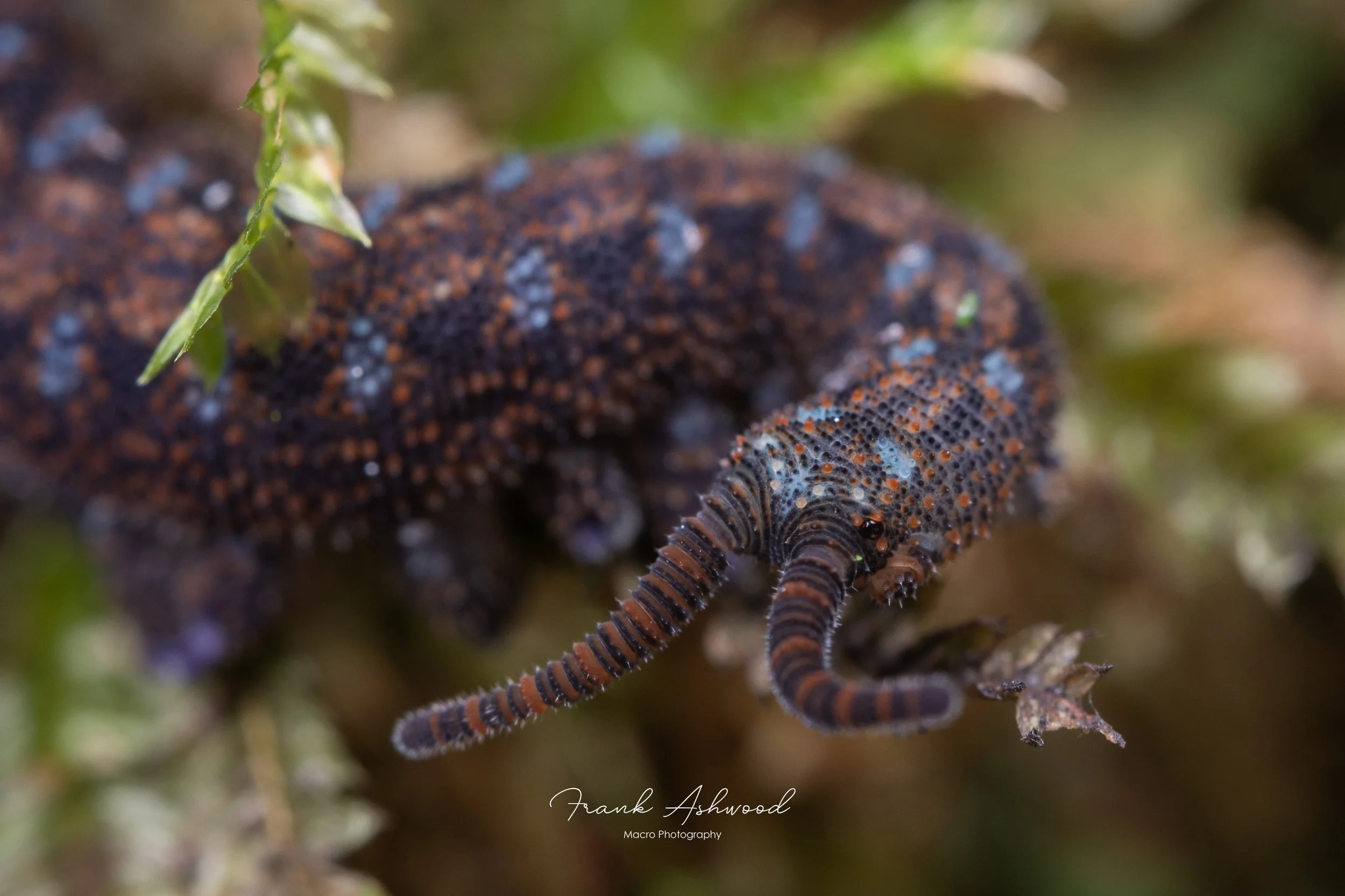 Ooperipatellus viridimaculatus
