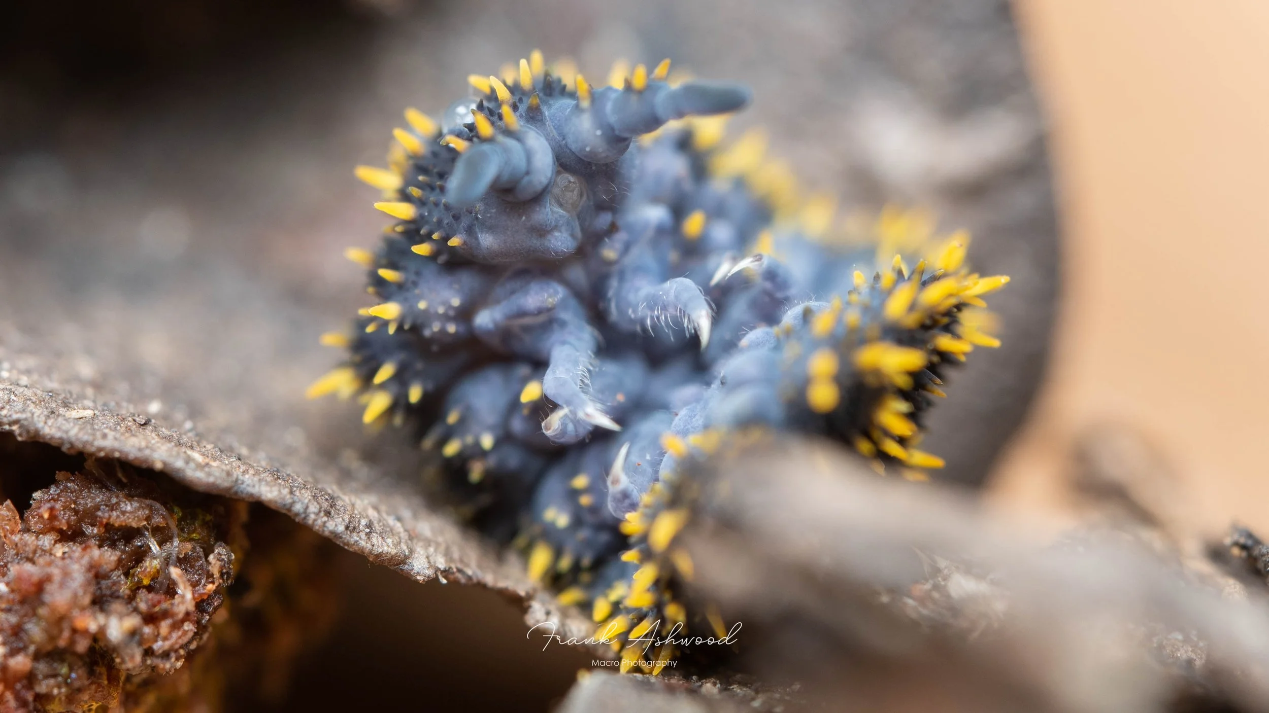 Holacanthella duospinosa (Lewis Pass)