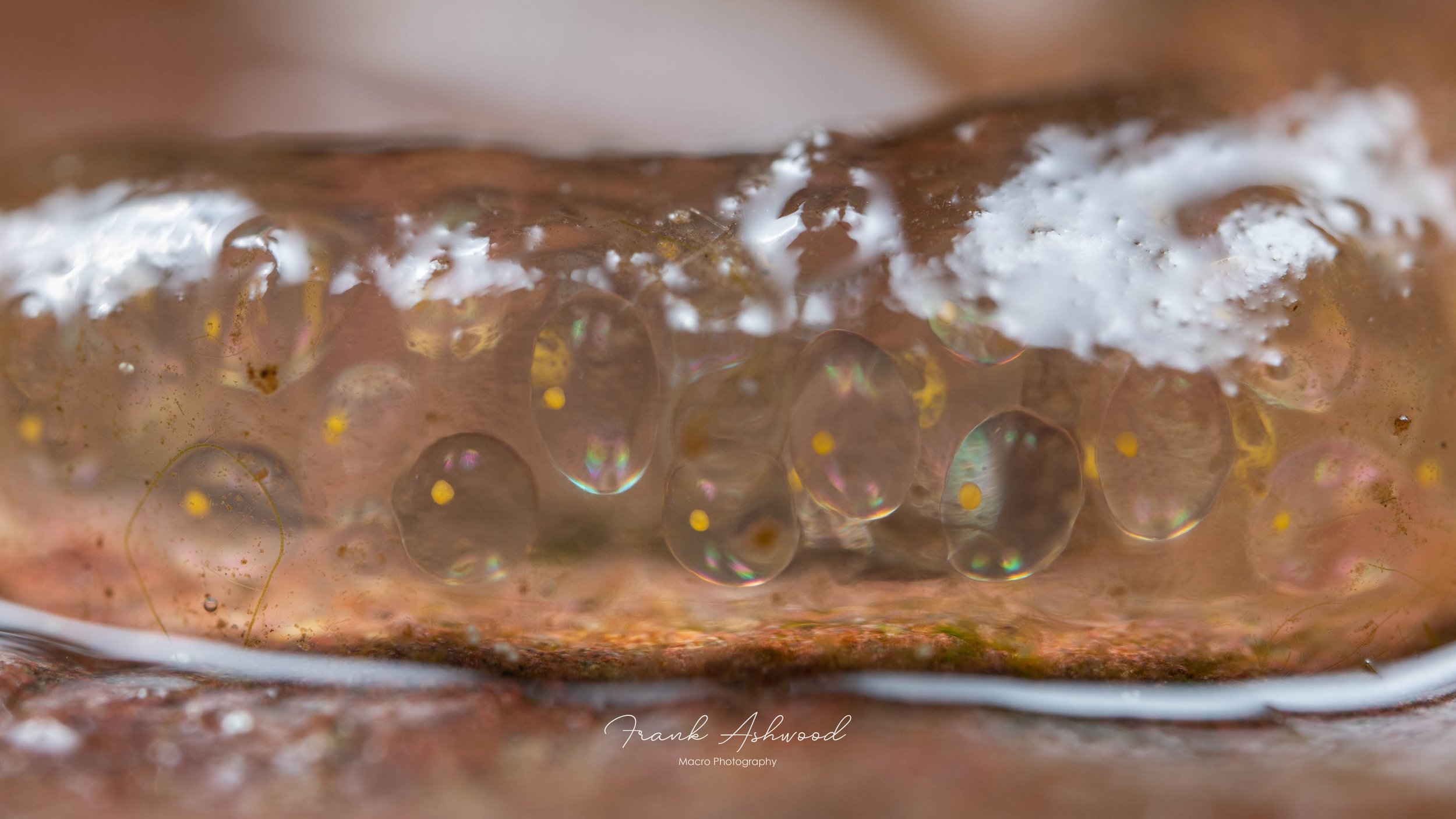 Radix sp. (freshwater snail) eggs