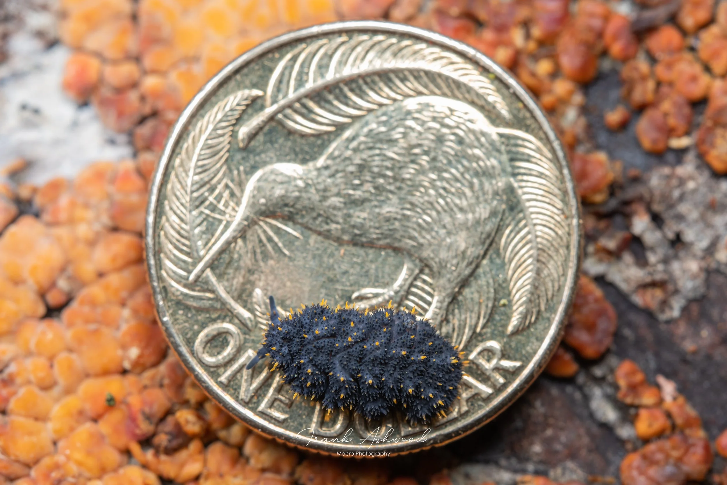 Holacanthella duospinosa on NZ $1 dollar coin for scale  (Lewis Pass)