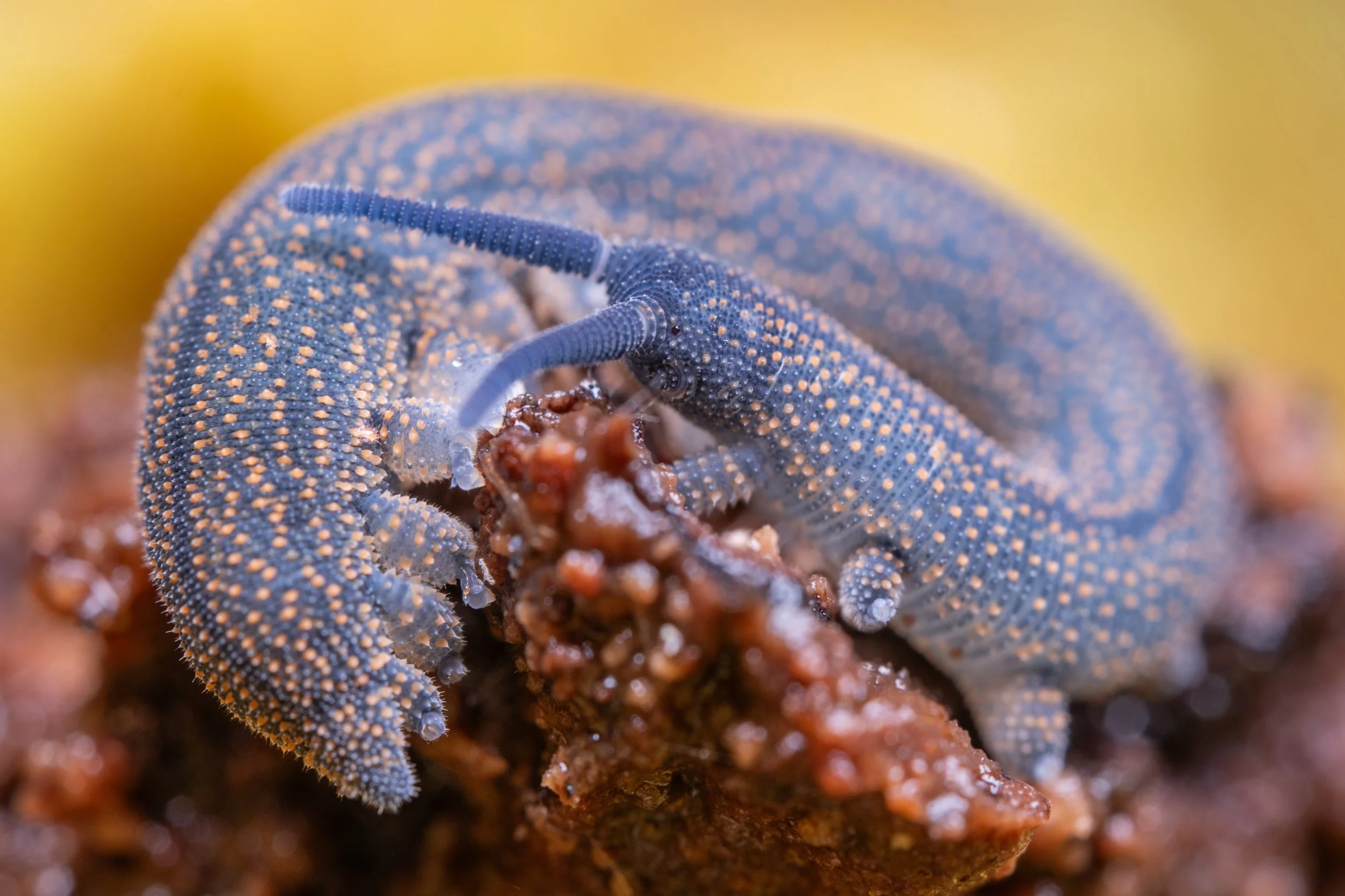 Onychophora (velvet worms)