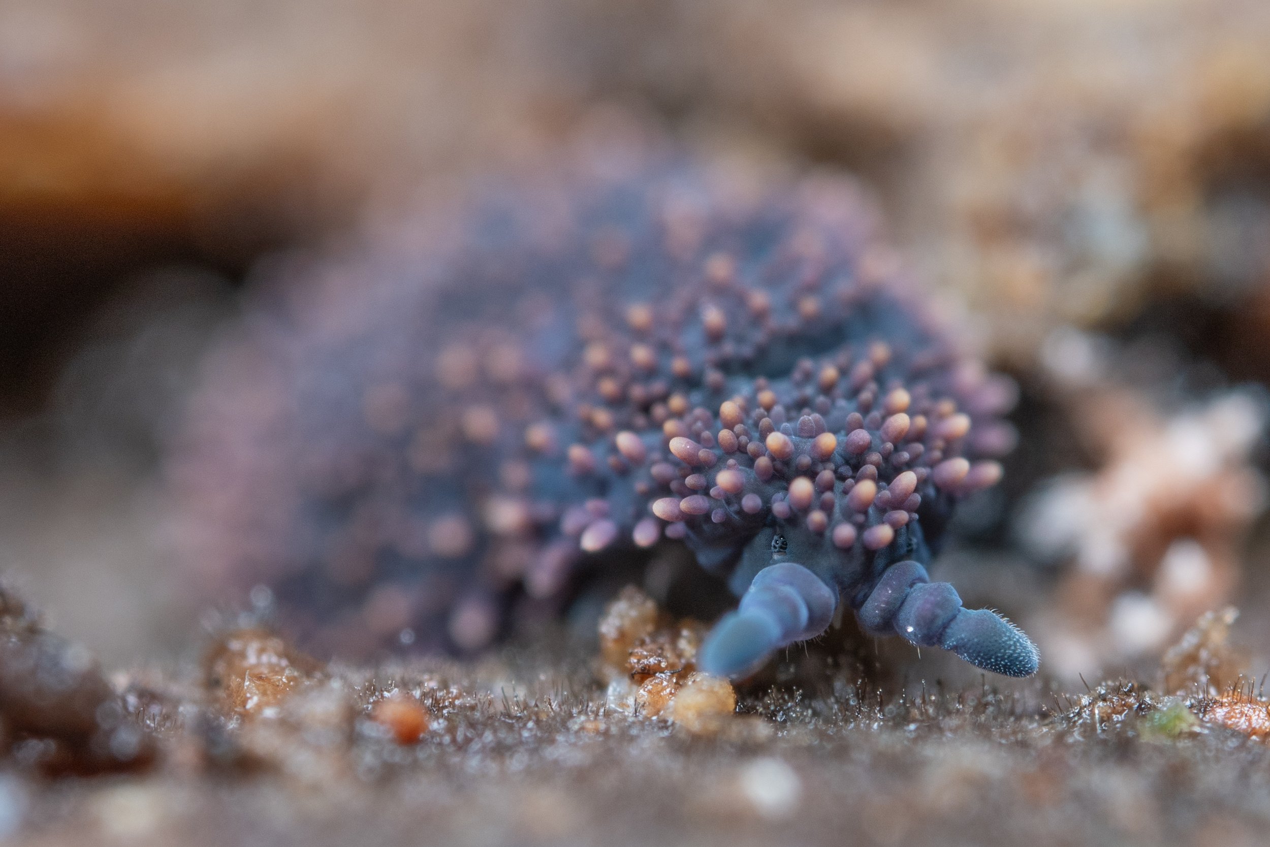Holacanthella brevispinosa (Zealandia)