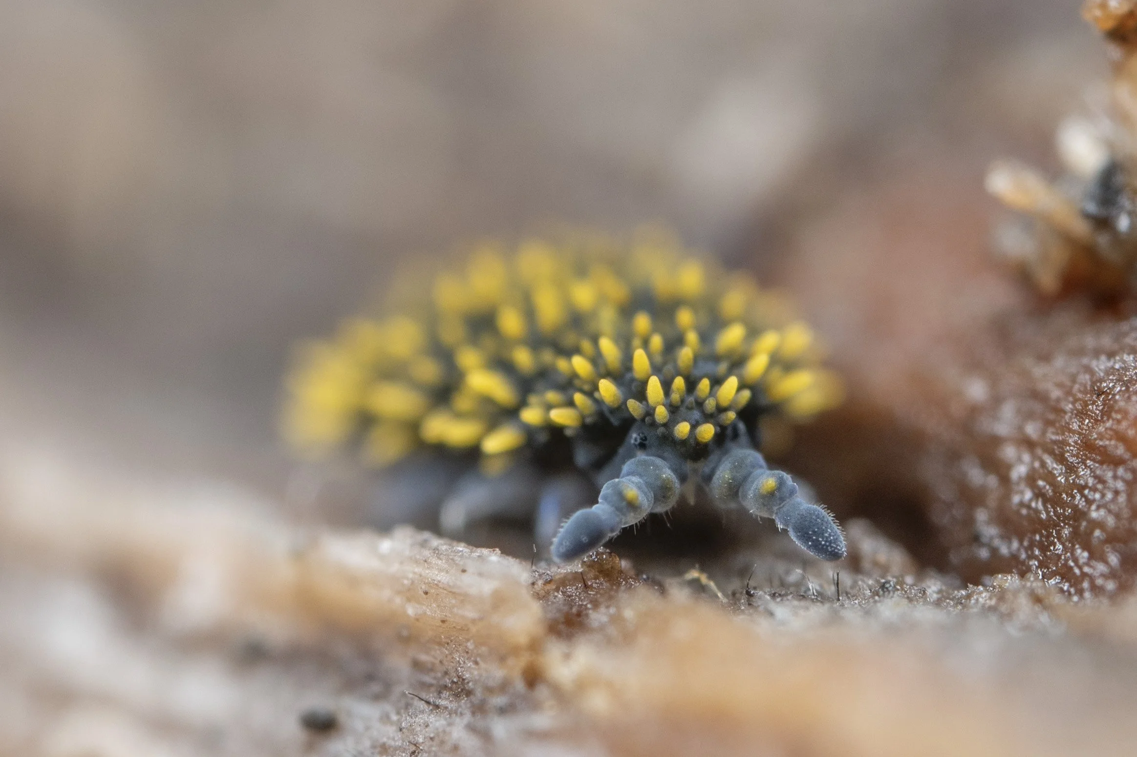 Holacanthella spinosa