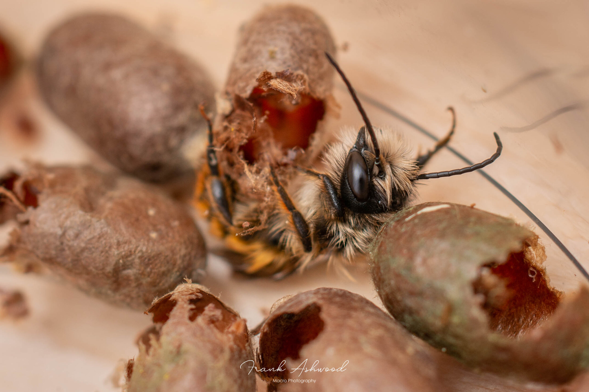 Red mason bee (Osmia bicornis)