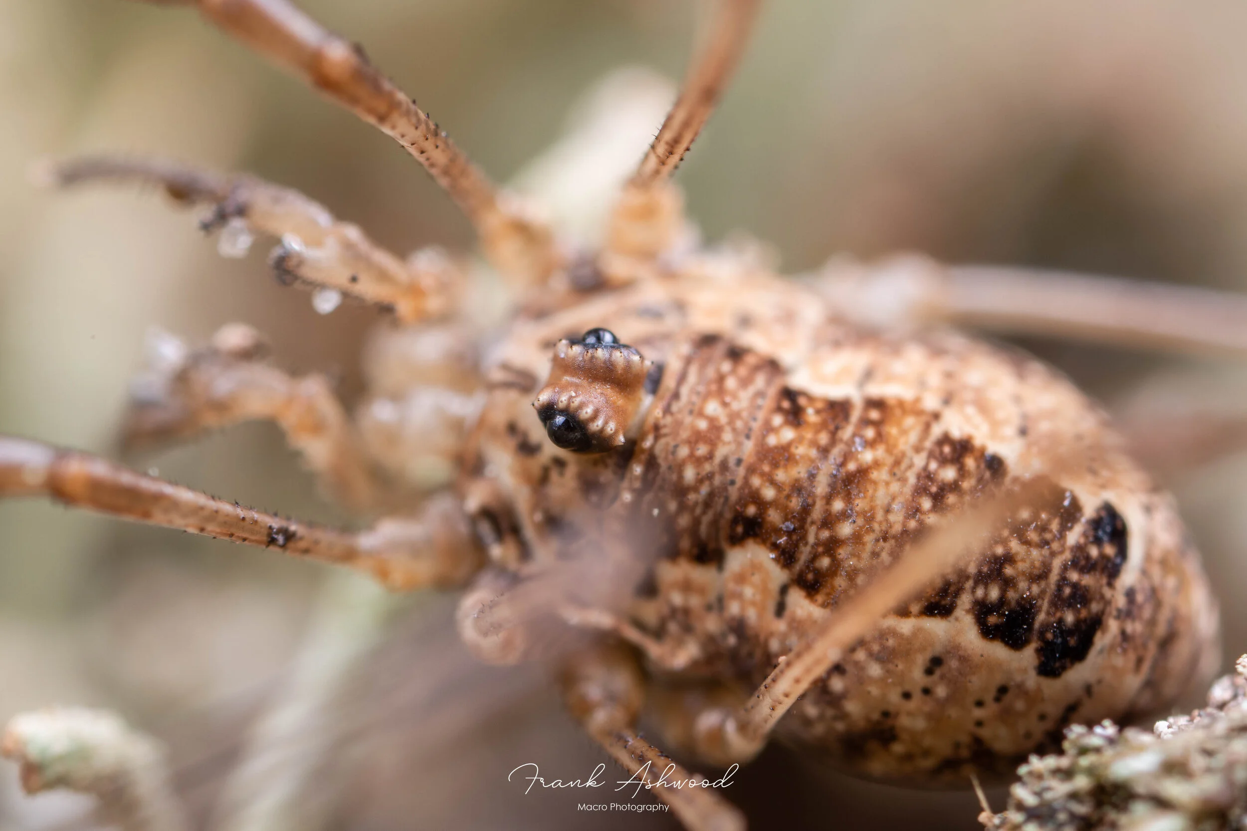 Harvestmen (Opiliones) — Frank Ashwood