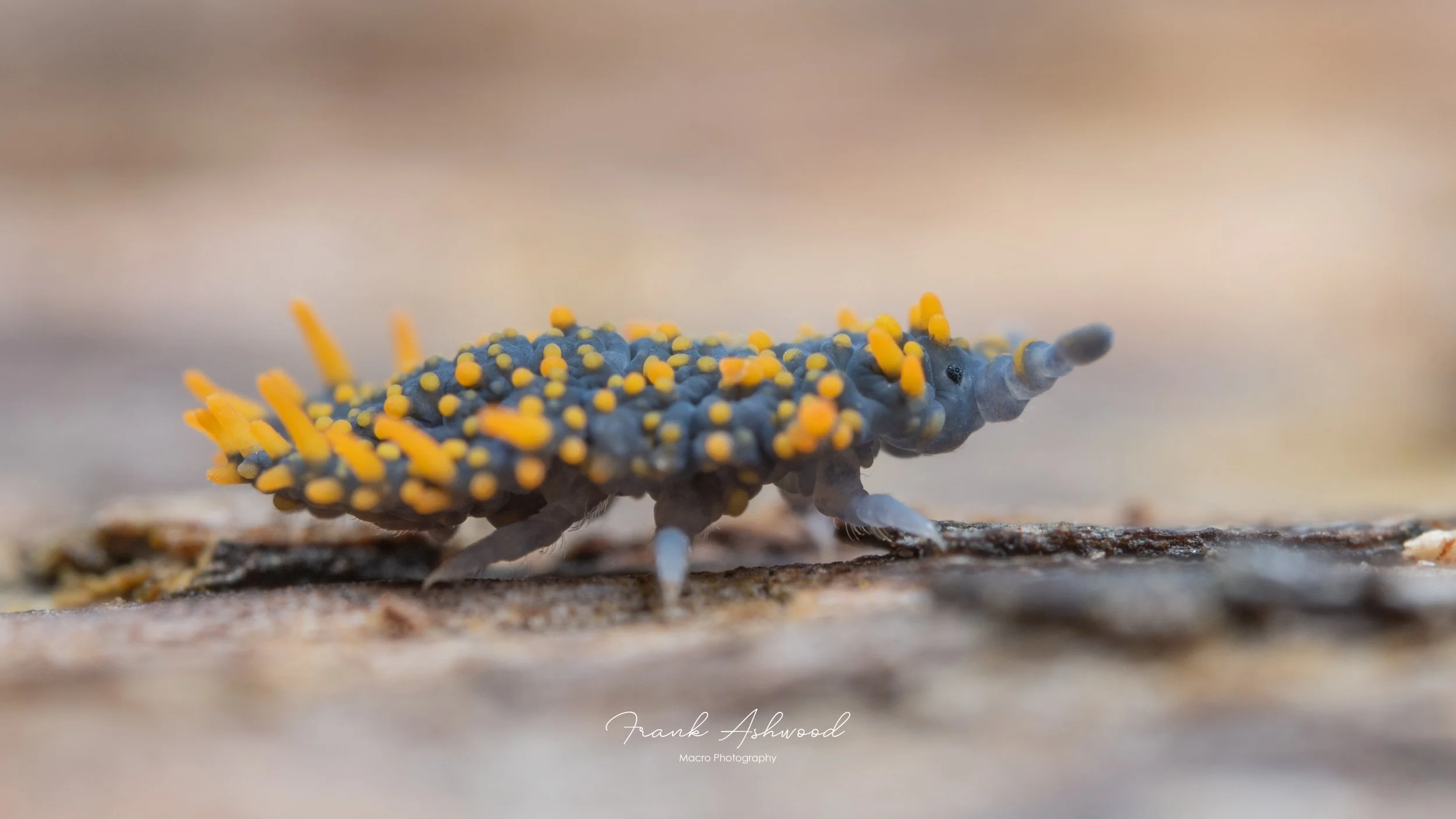 Holacanthella paucispinosa (Hawdon Shelter)