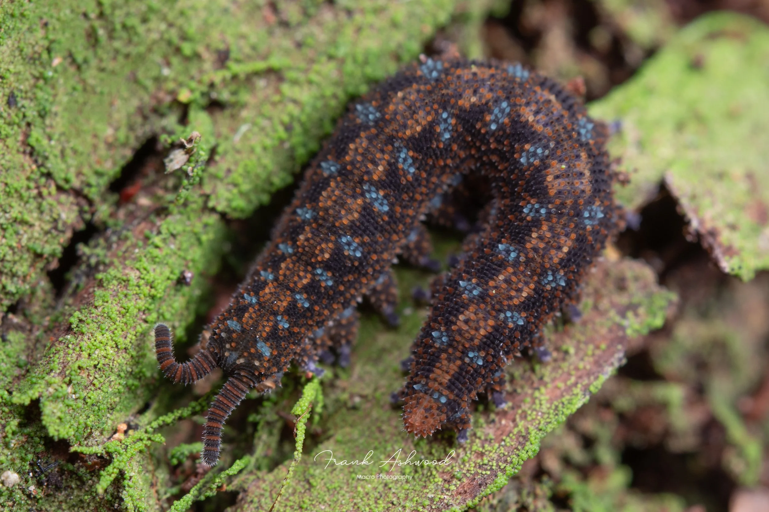 Ooperipatellus viridimaculatus