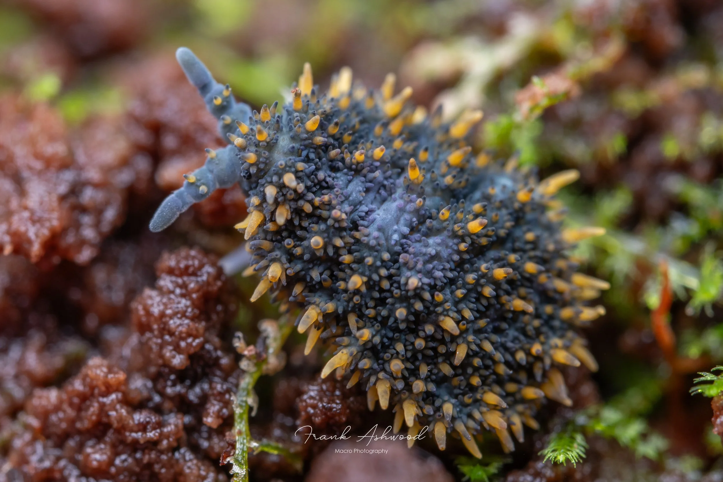 Holacanthella duospinosa (The Flora, Kahurangi National Park)
