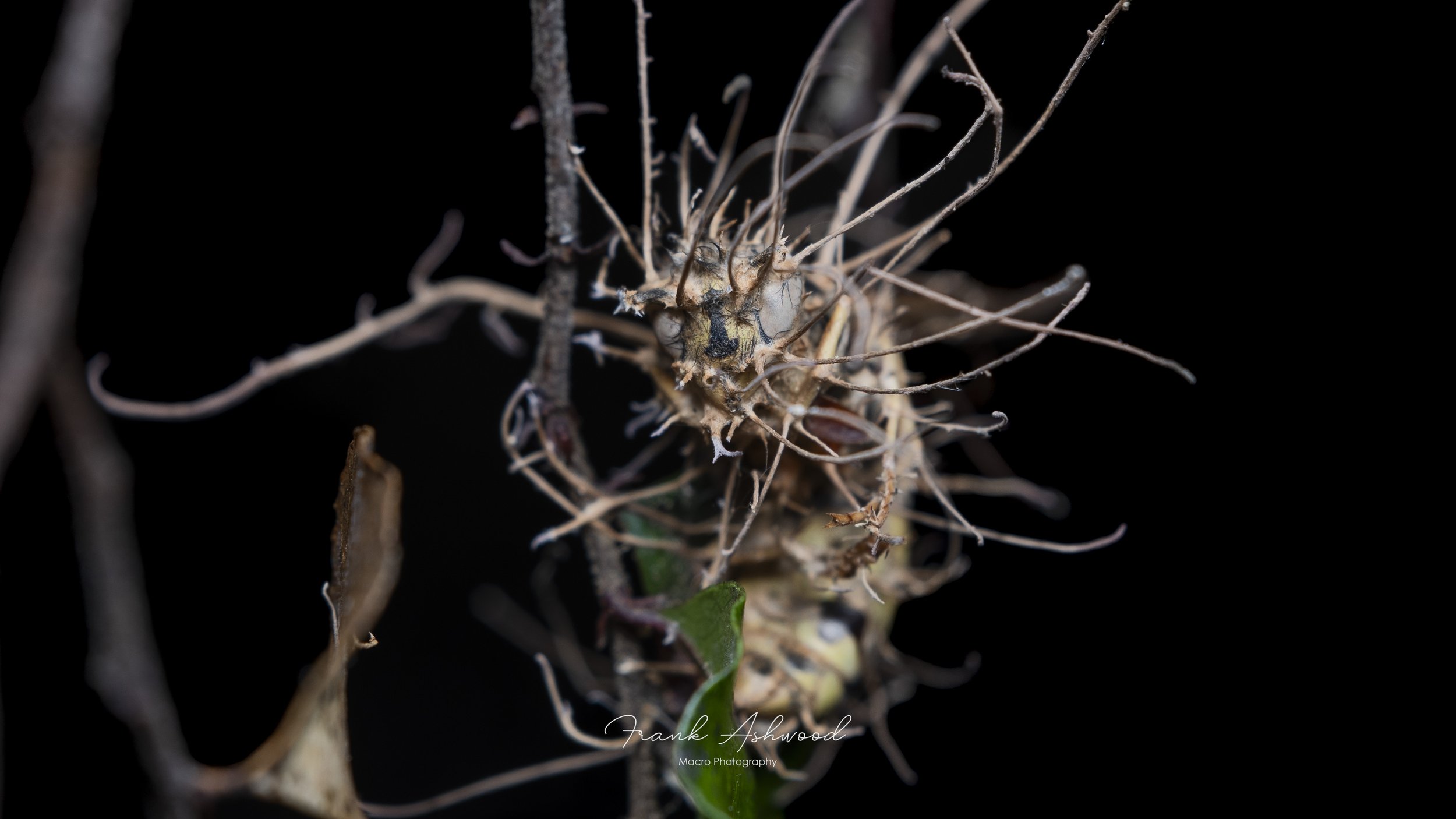 Vespula wasp infected with Ophiocordyceps humbertii