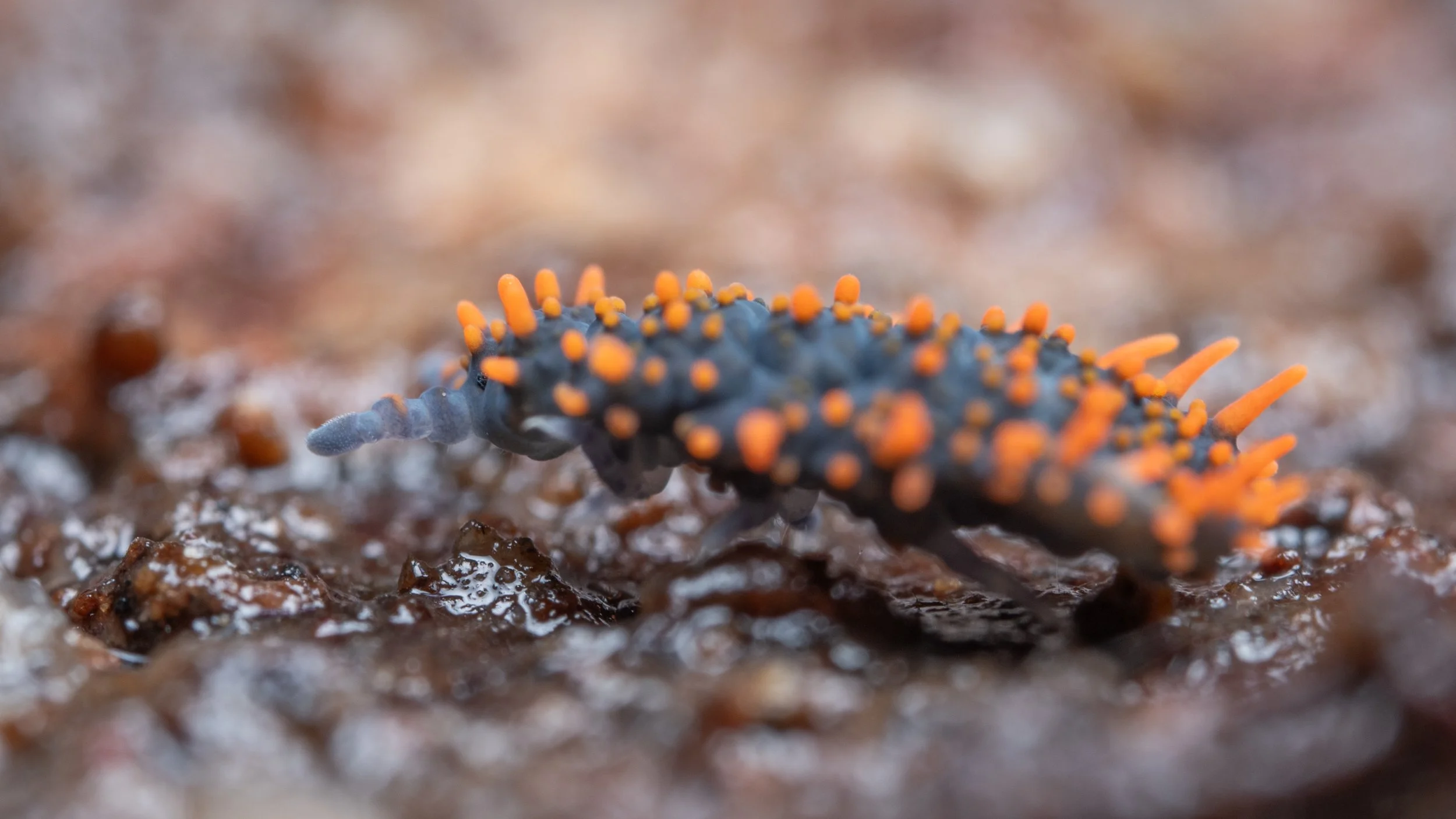 Holacanthella paucispinosa