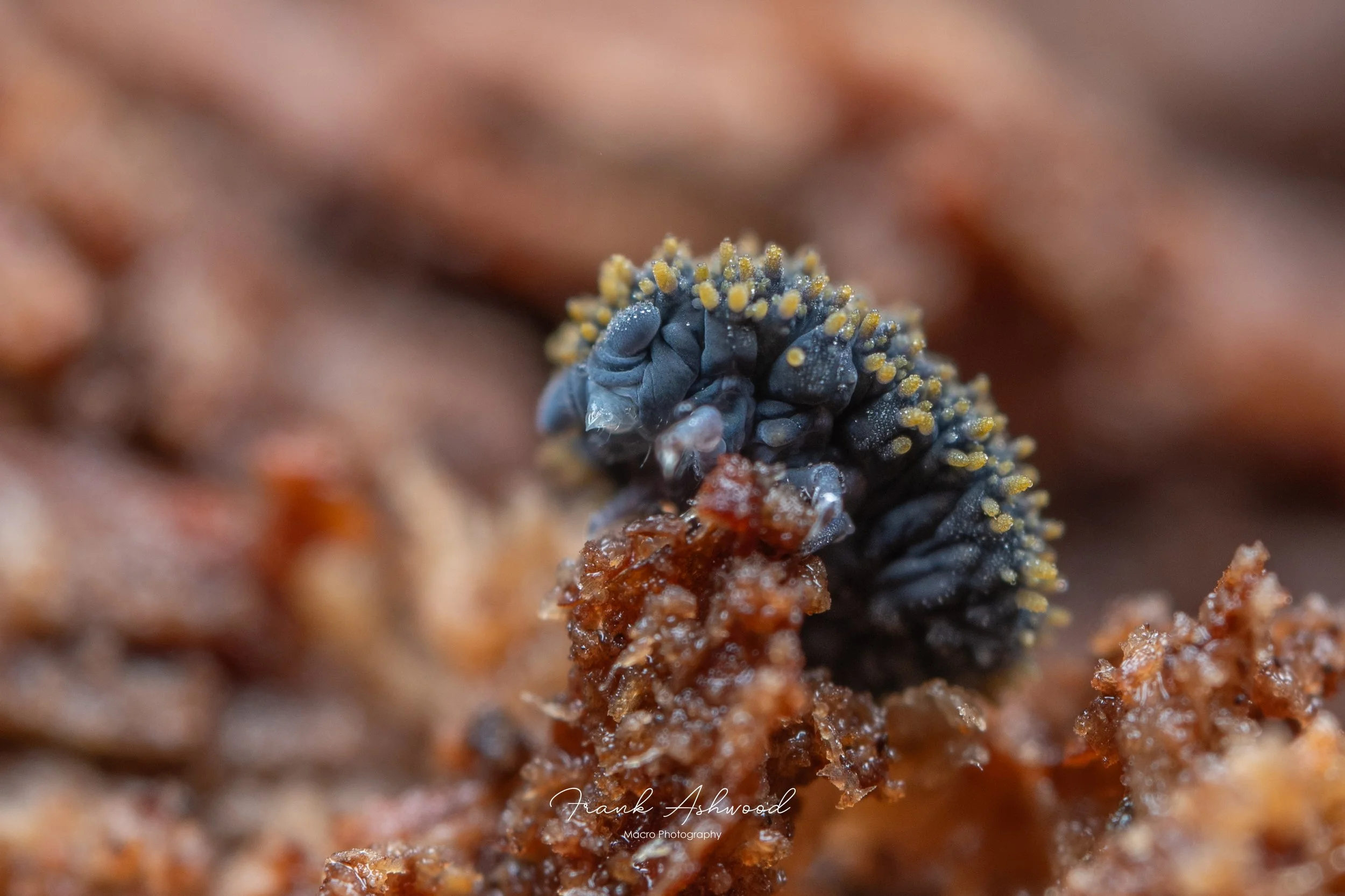 Holacanthella spinosa (Orongomai Trail)