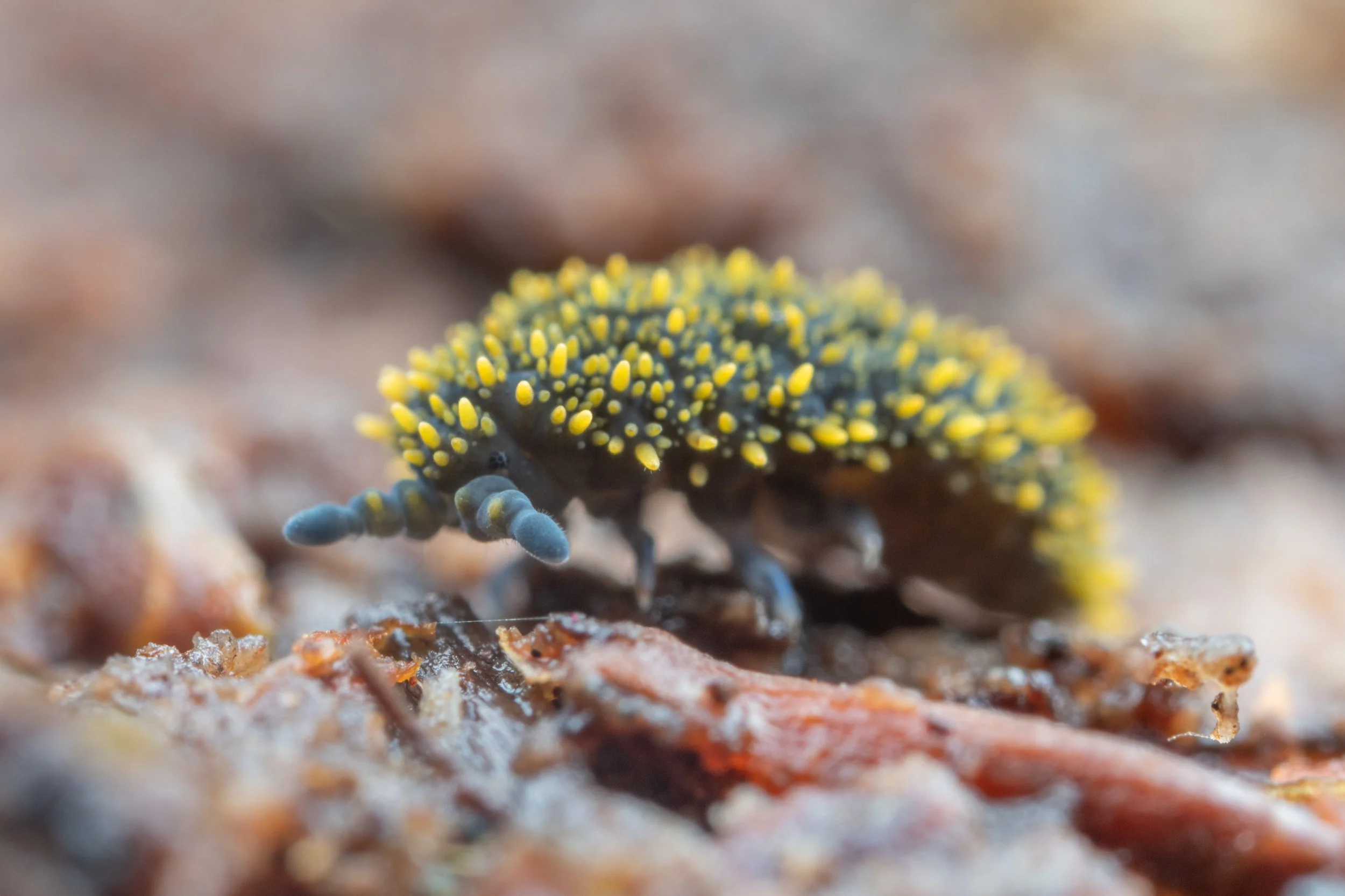 Holacanthella spinosa
