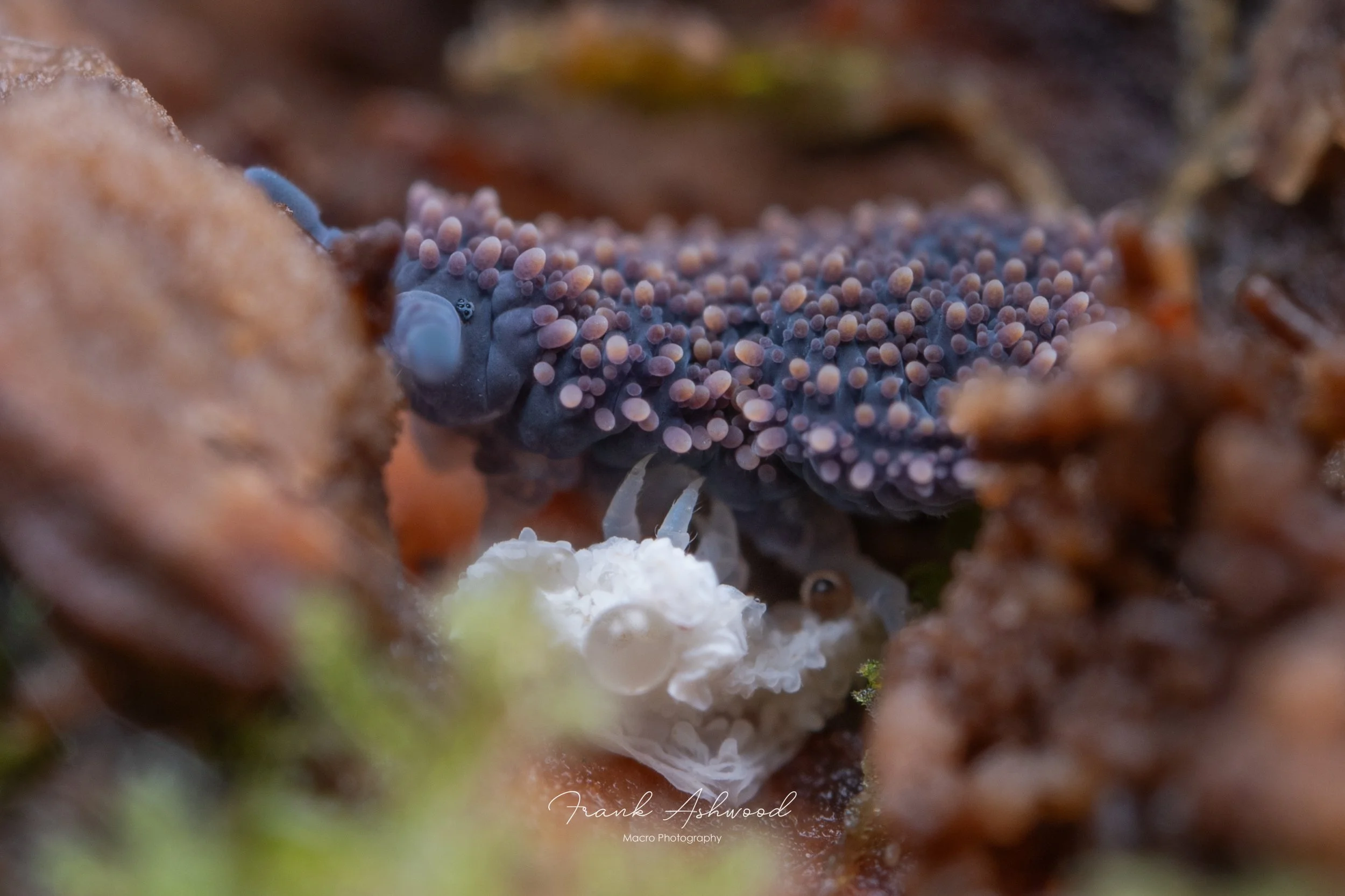 Holacanthella brevispinosa just moulted (Zealandia)