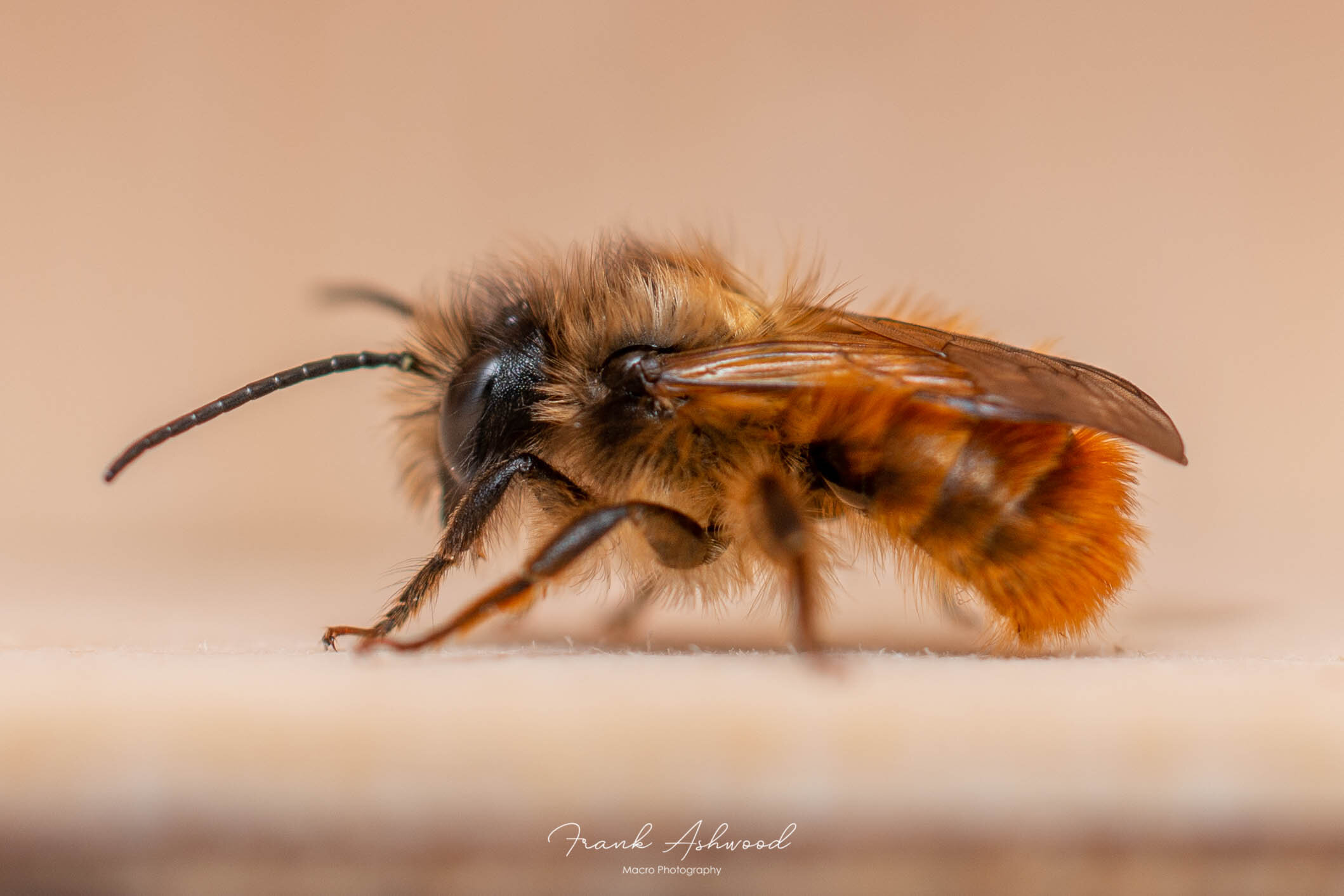 Red mason bee (Osmia bicornis)
