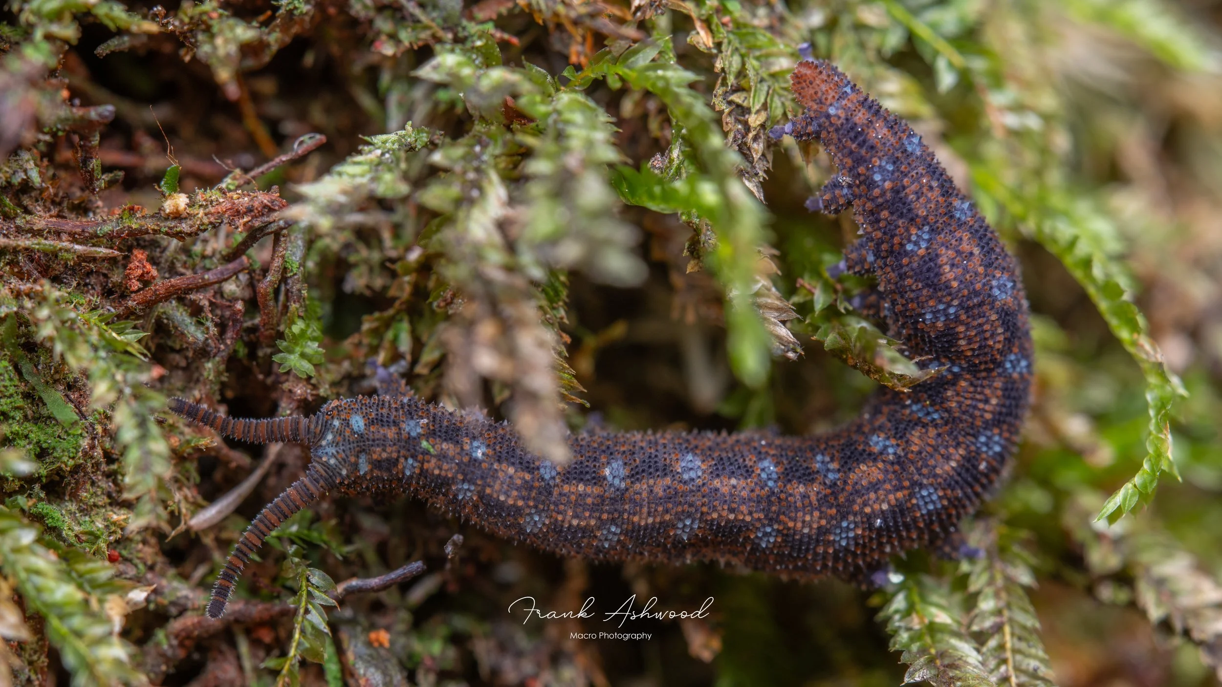 Ooperipatellus viridimaculatus