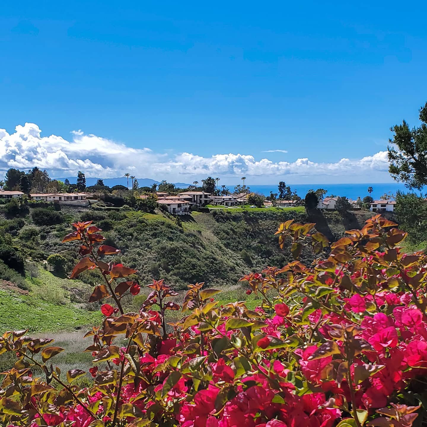 The recent rain makes me look forward to spring blooms. 🌼🌱 Who else is excited for wildflowers?! The nature preserves on the Palos Verdes Peninsula are perfect for walking, hiking, and soaking in the sun and ocean. I recently saw a family enjoying 