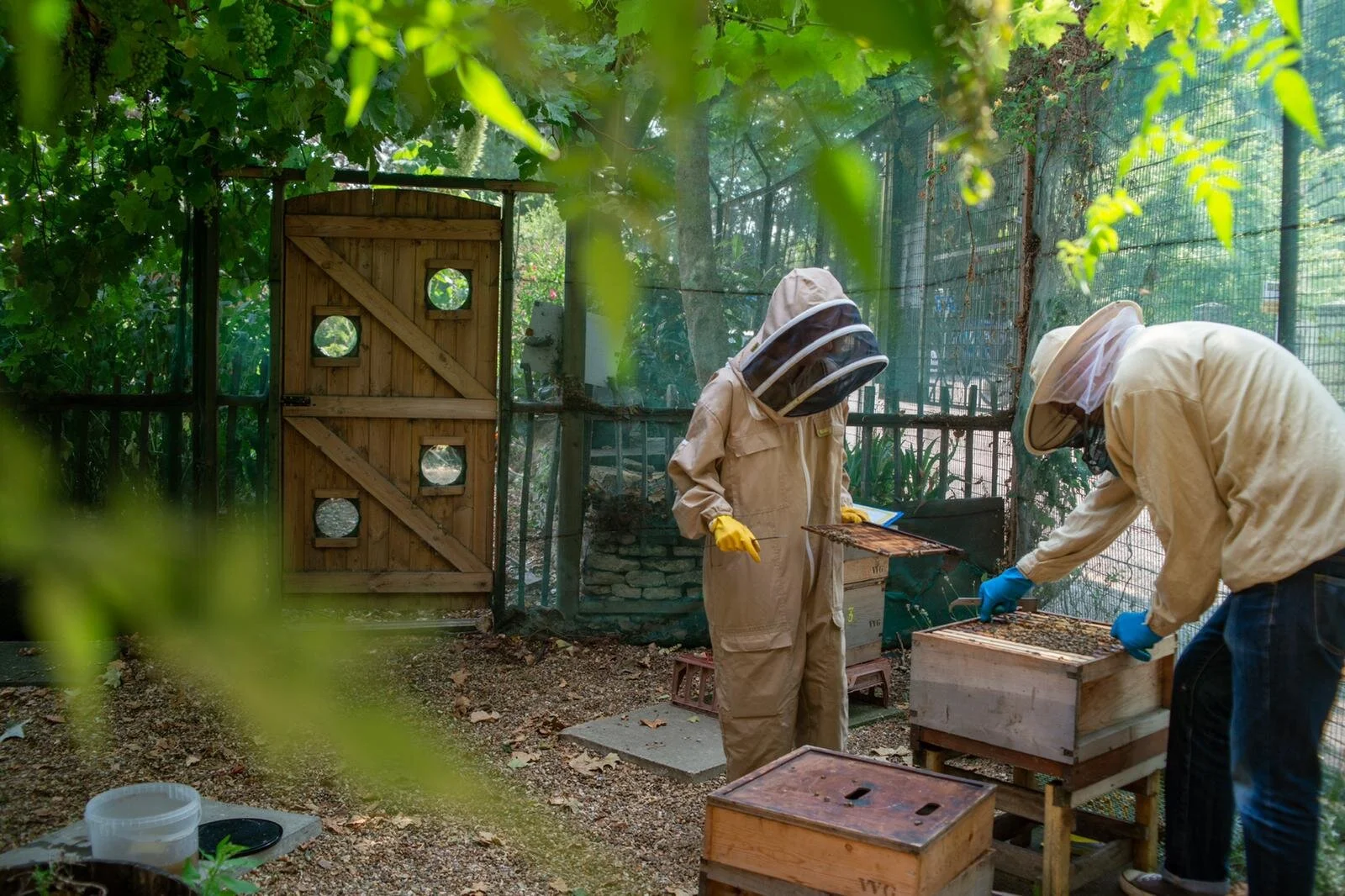 About our Apiary | Walworth Garden