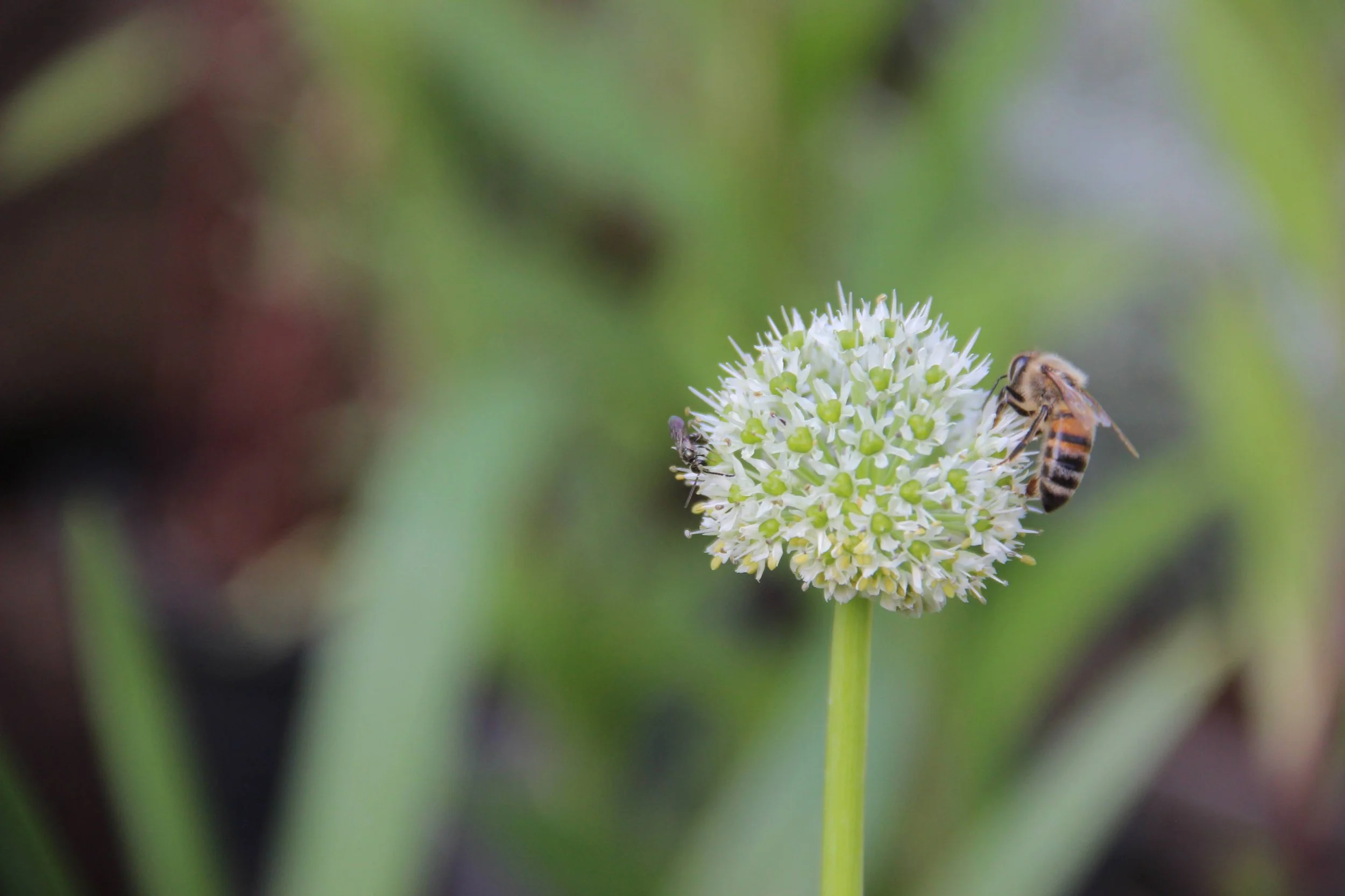 Gardening for Biodiversity in a Climate Crisis