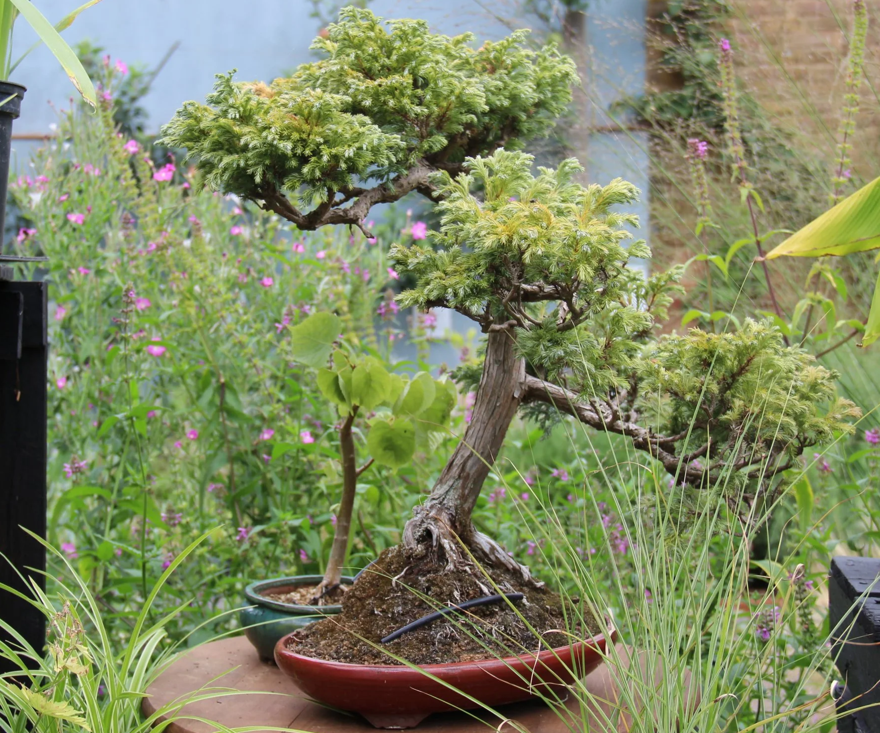 Bonsai on a Budget (2 Days)