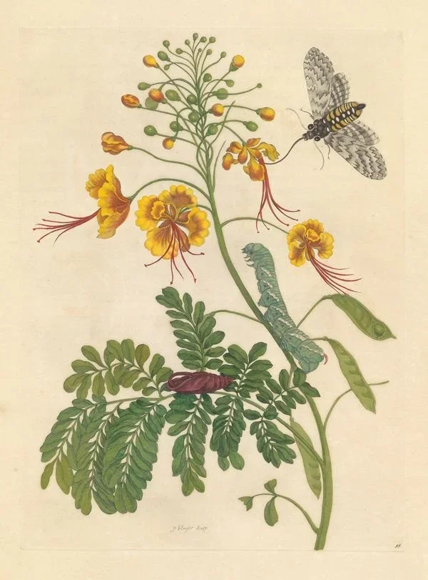 Radical Herbal Histories