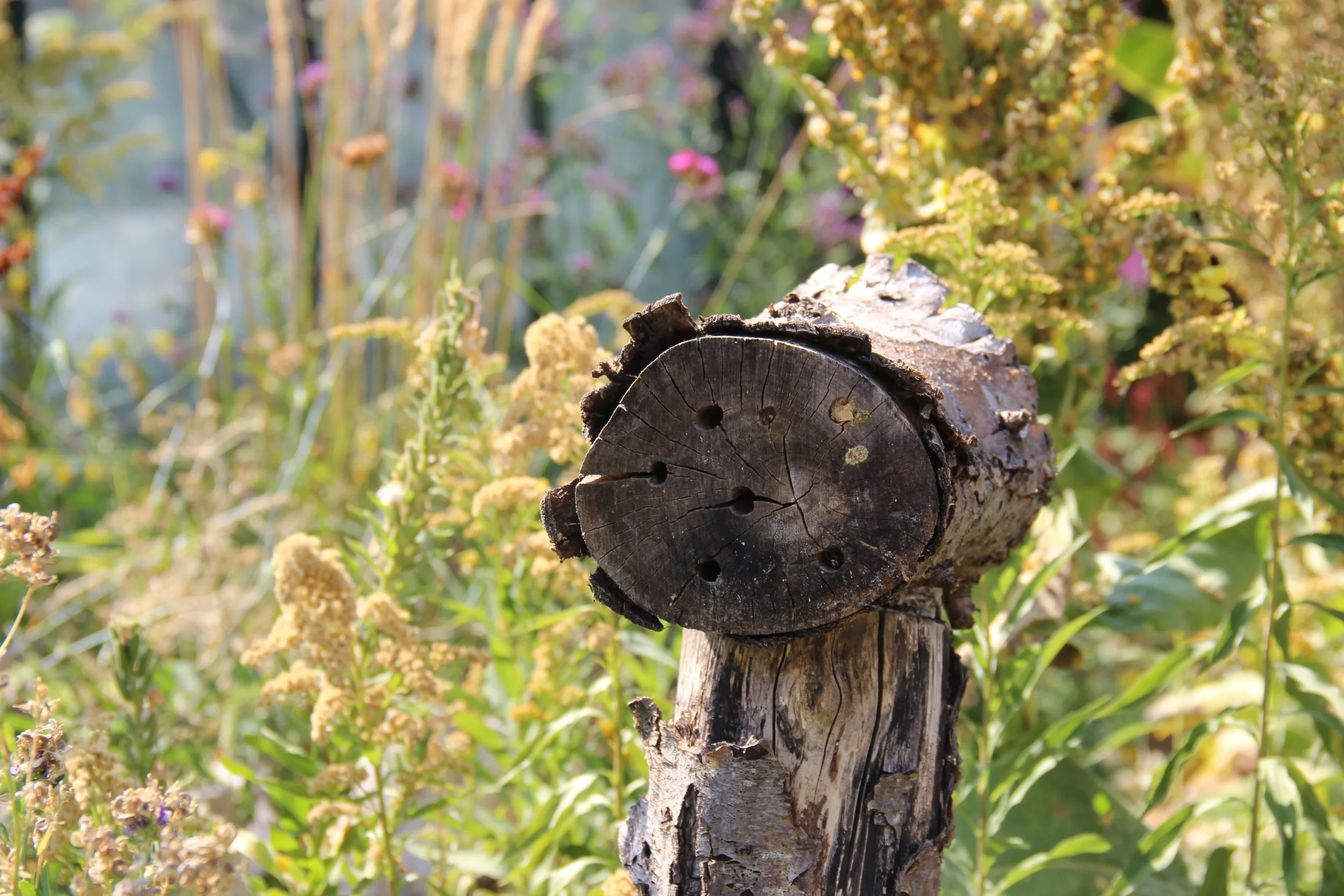 Gardening for Biodiversity in a Climate Crisis