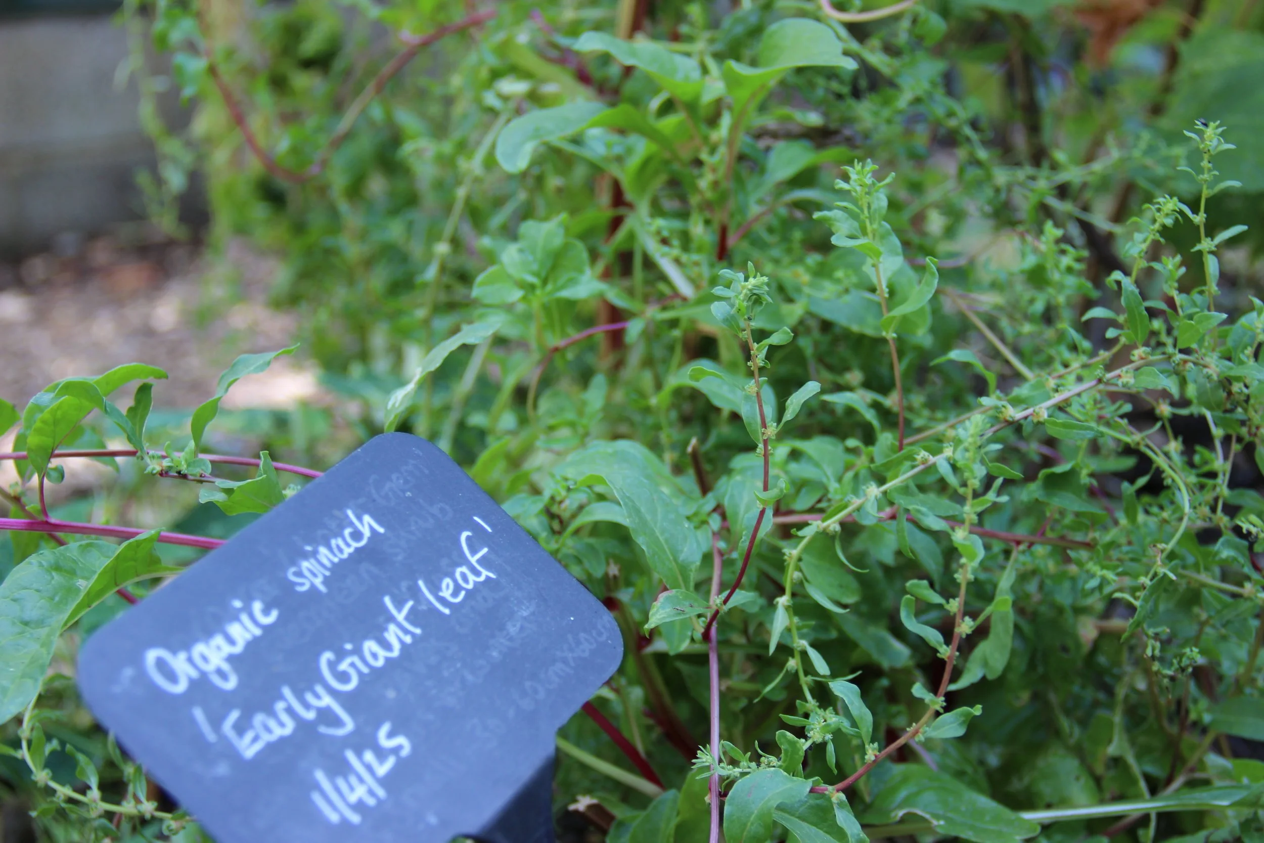 Introduction to Food Growing