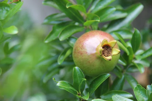 Introduction to Food Growing | Walworth Garden