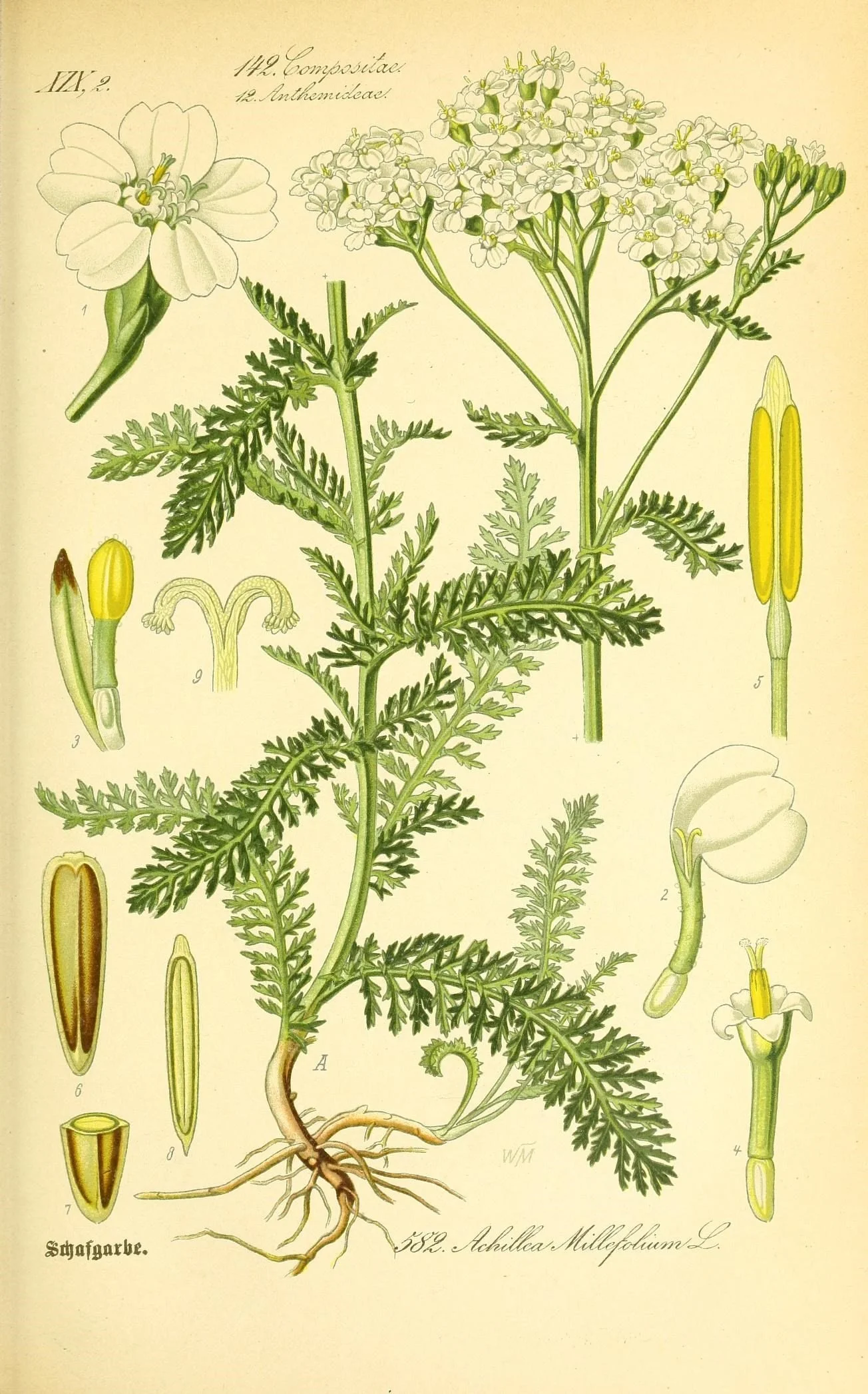 Queer Herbal Medicine