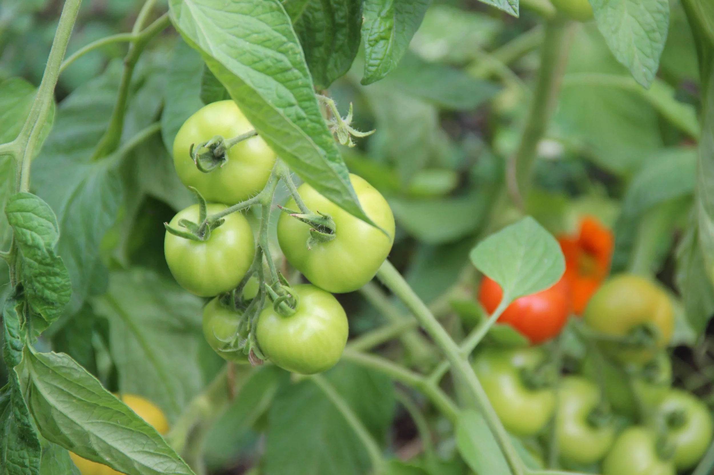 Introduction to Food Growing | Walworth Garden
