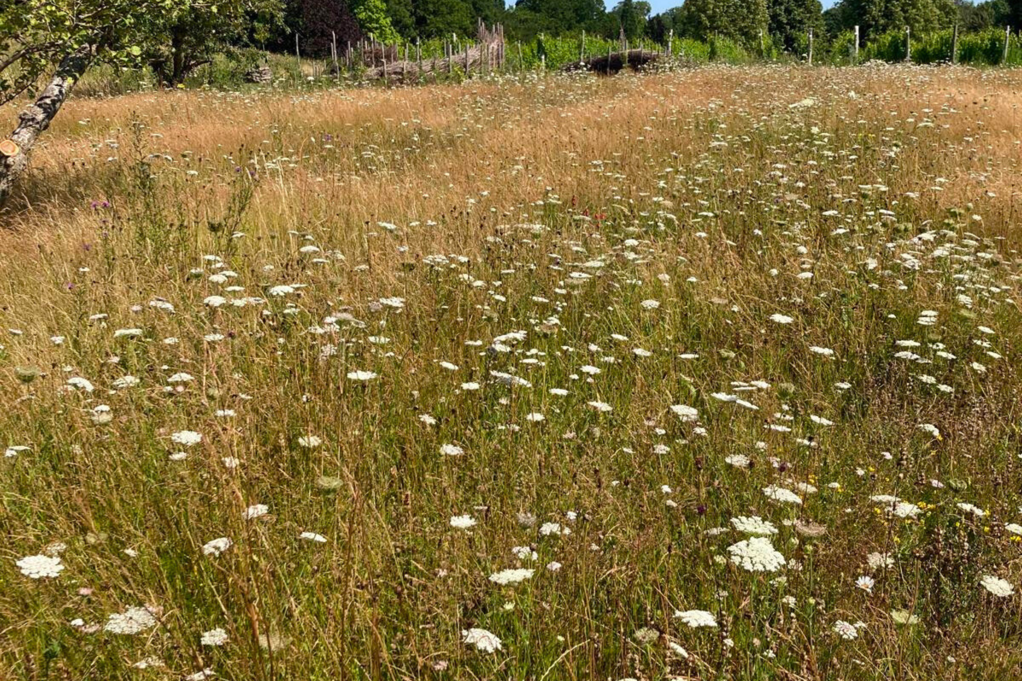 Rethinking the Lawn: Creating and Managing Meadows