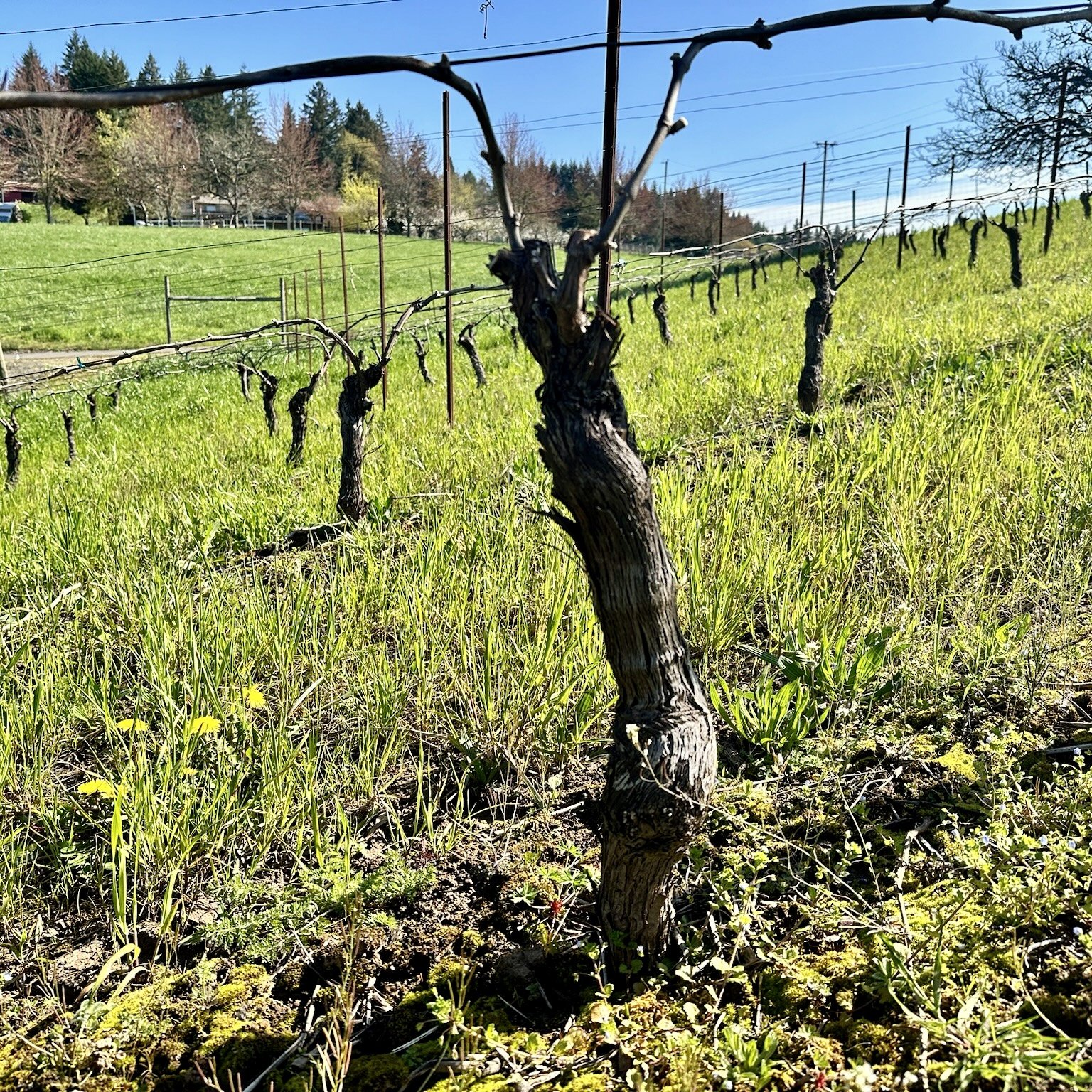 Same vine today, April 1, 2024