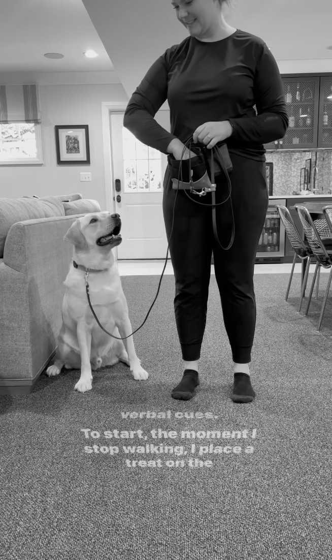 puppy training leash walking