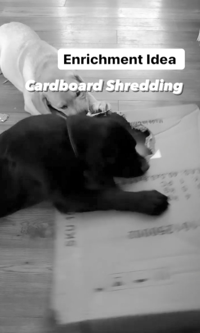 how to stop dog biting